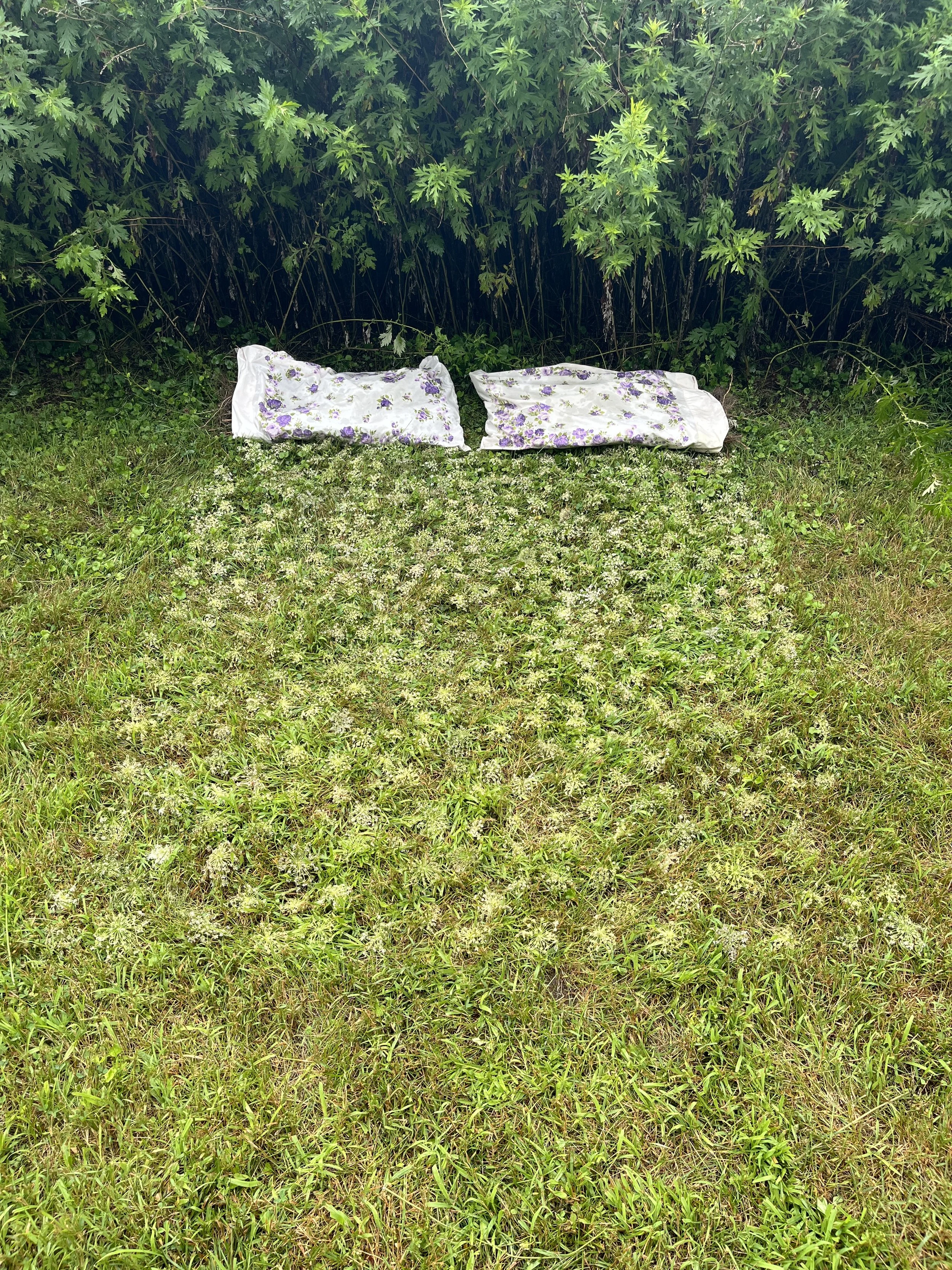 "Rest?"
my mother’s pillow cases stuffed with mugwort, Queen Anne’s lace, placed in front of a mugwort field
2024, 7” x 60” x 80”