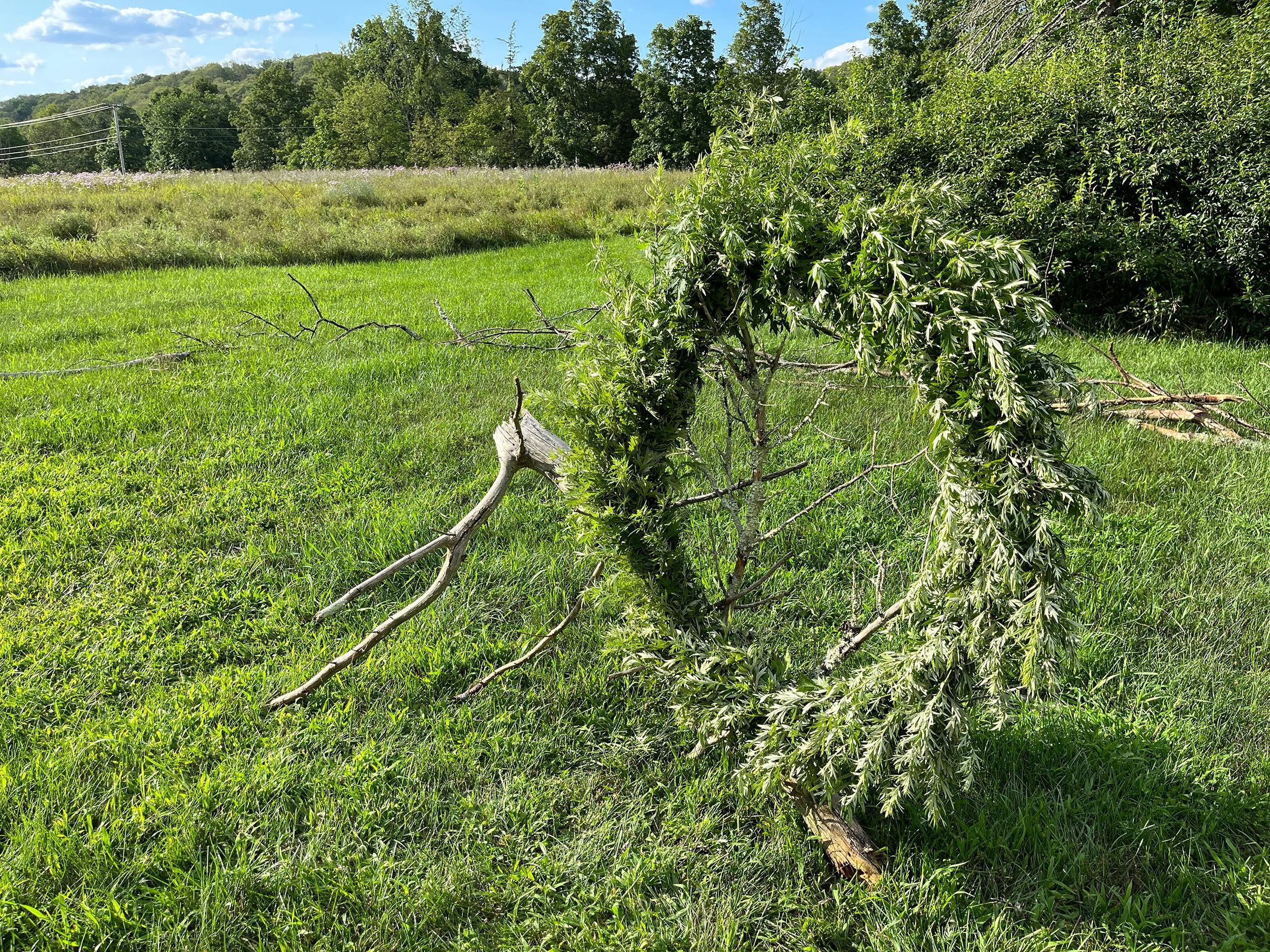 Passage
mugwort, bailing wire, fallen Norway spruce branches placed in the circumference of 100 of my footsteps, one foot step for every year of my grandmother’s life
2024, 36” x 33’ x 33’