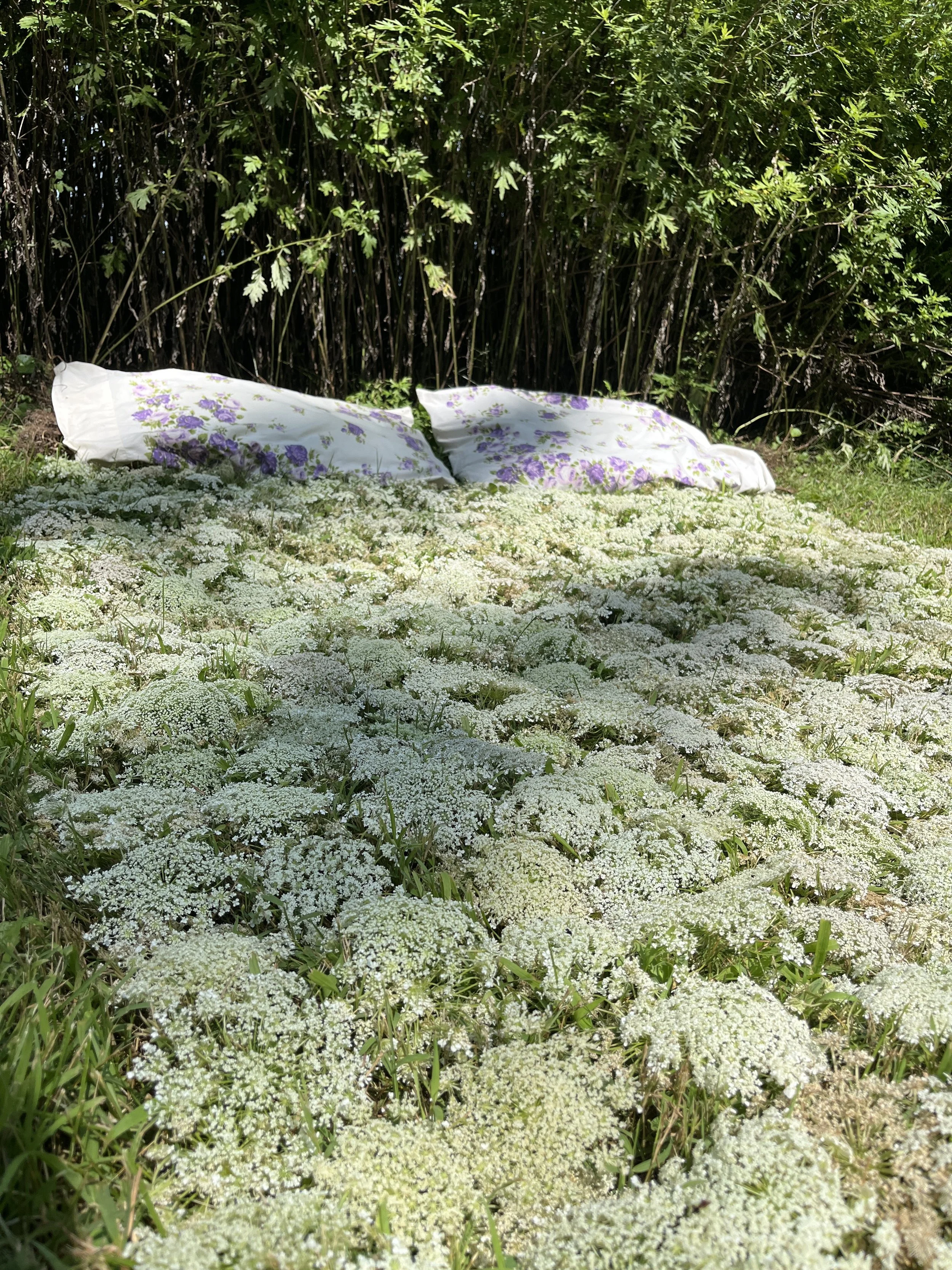 "Rest?"
my mother’s pillow cases stuffed with mugwort, Queen Anne’s lace, placed in front of a mugwort field
2024, 7” x 60” x 80”