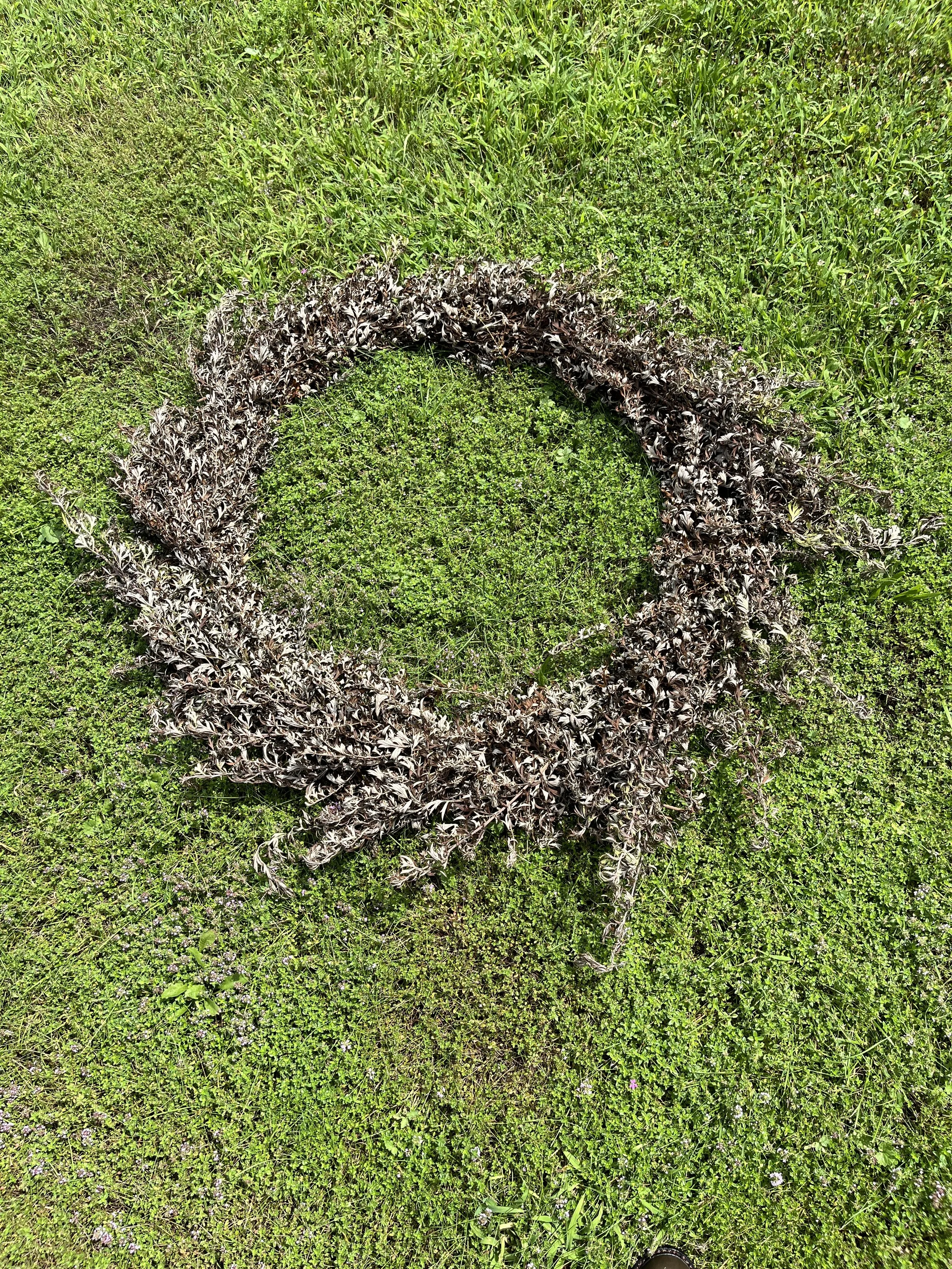 Passage
mugwort, bailing wire, fallen Norway spruce branches placed in the circumference of 100 of my footsteps, one foot step for every year of my grandmother’s life
2024, 36” x 33’ x 33’