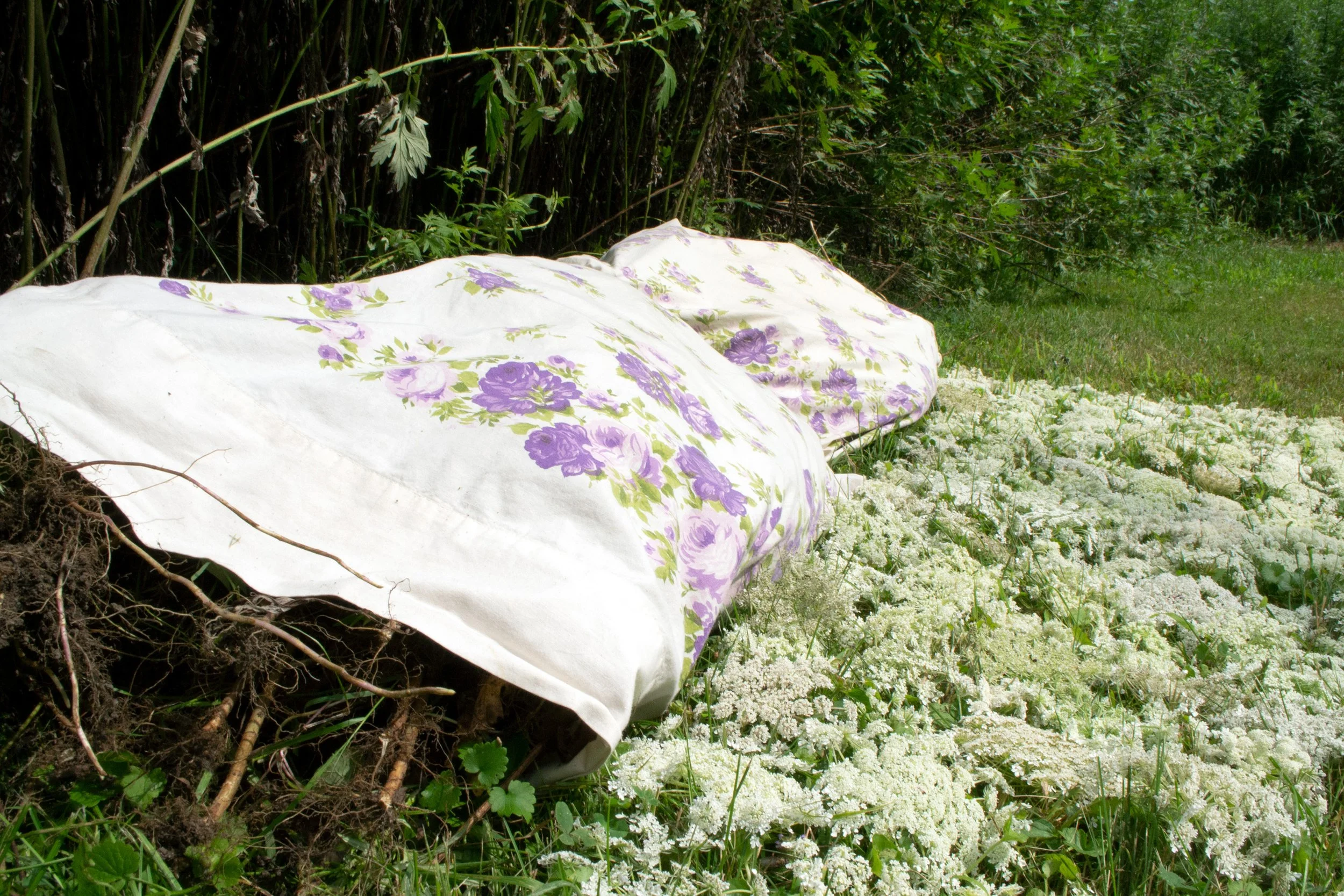 "Rest?"
my mother’s pillow cases stuffed with mugwort, Queen Anne’s lace, placed in front of a mugwort field
2024, 7” x 60” x 80”
