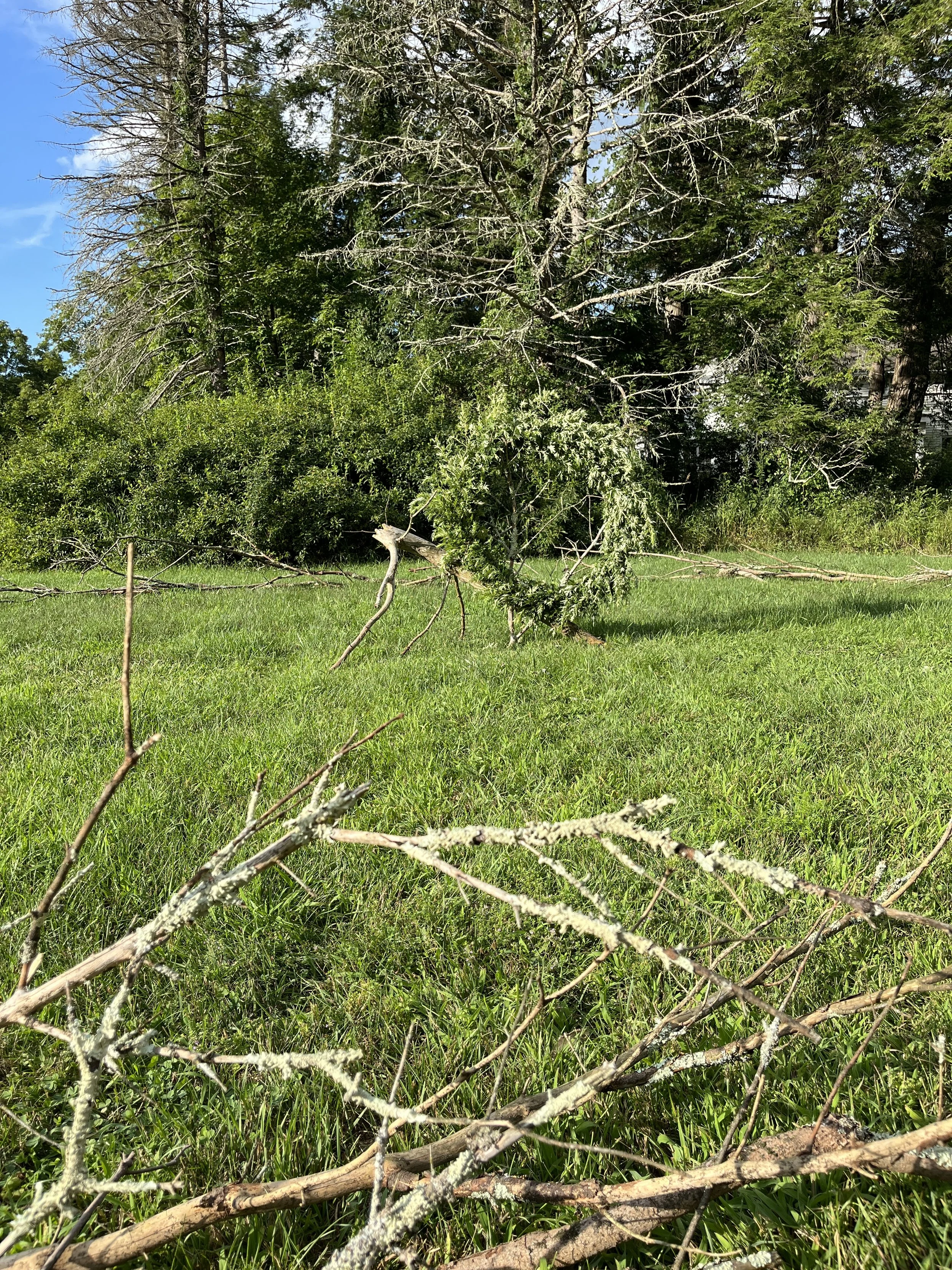 Passage
mugwort, bailing wire, fallen Norway spruce branches placed in the circumference of 100 of my footsteps, one foot step for every year of my grandmother’s life
2024, 36” x 33’ x 33’