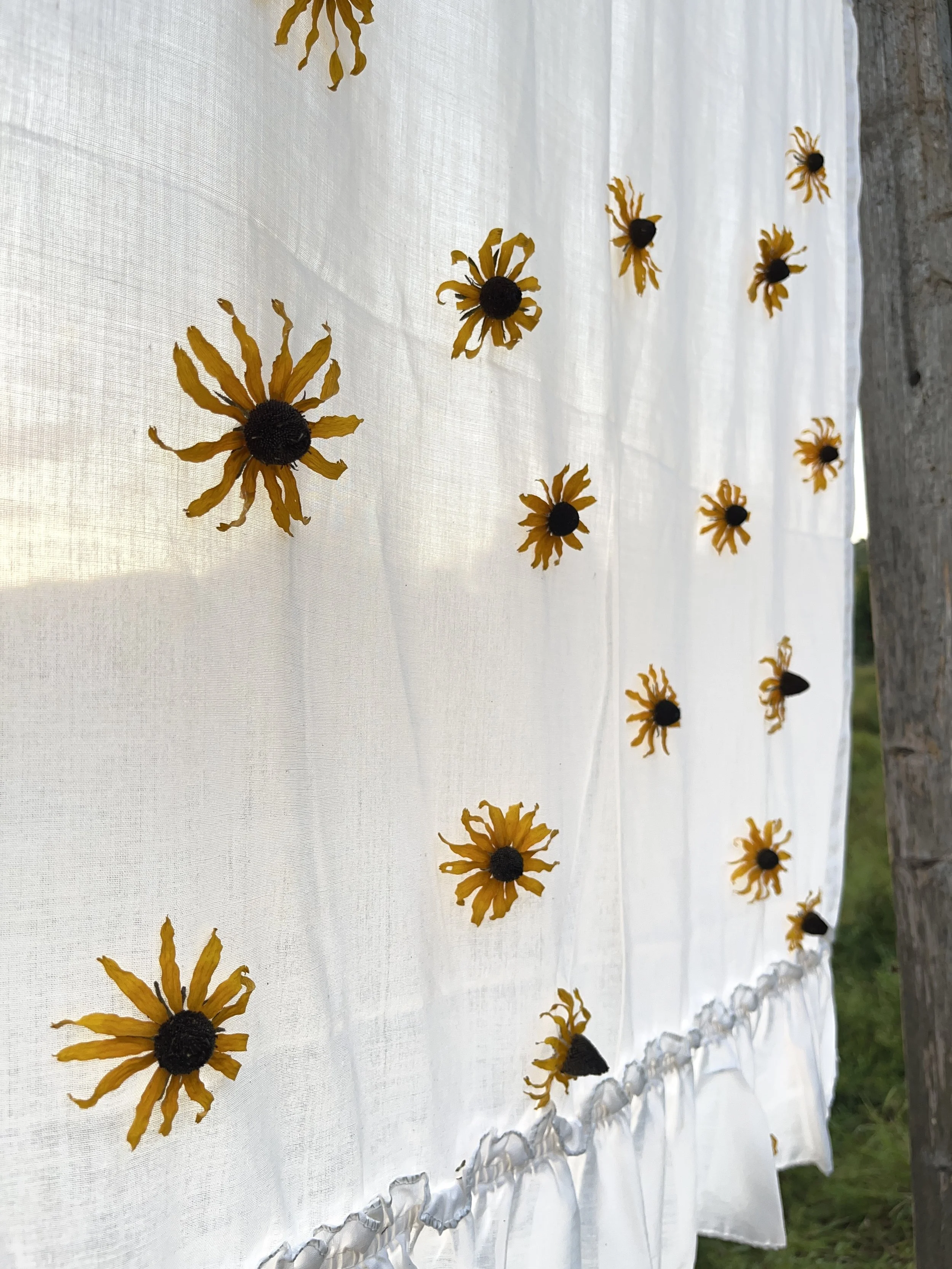 On My Own
salvaged clothing line posts, pine, bailing wire, my mother’s curtain, 19 black eyed Susans
2024, 81” x 42” x 26”