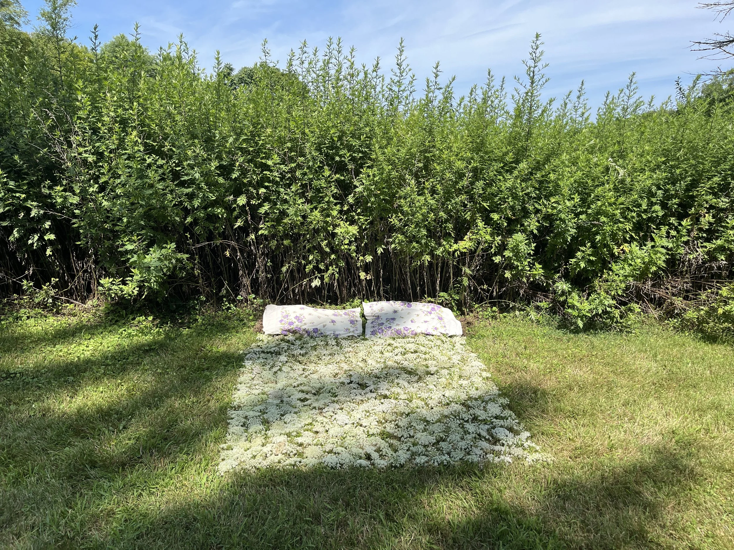 "Rest?"
my mother’s pillow cases stuffed with mugwort, Queen Anne’s lace, placed in front of a mugwort field
2024, 7” x 60” x 80”