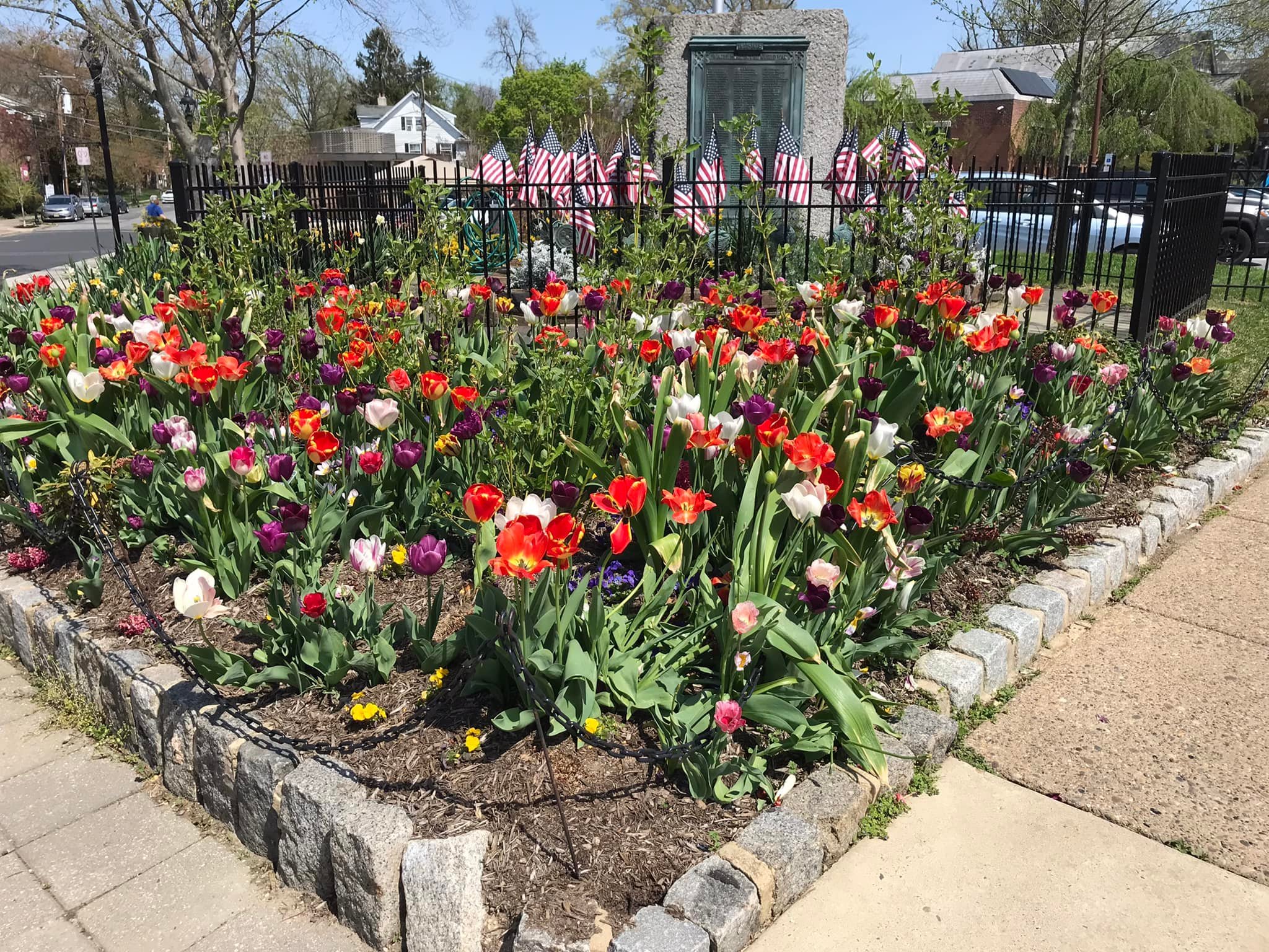 Tulips Centennial Park.jpg