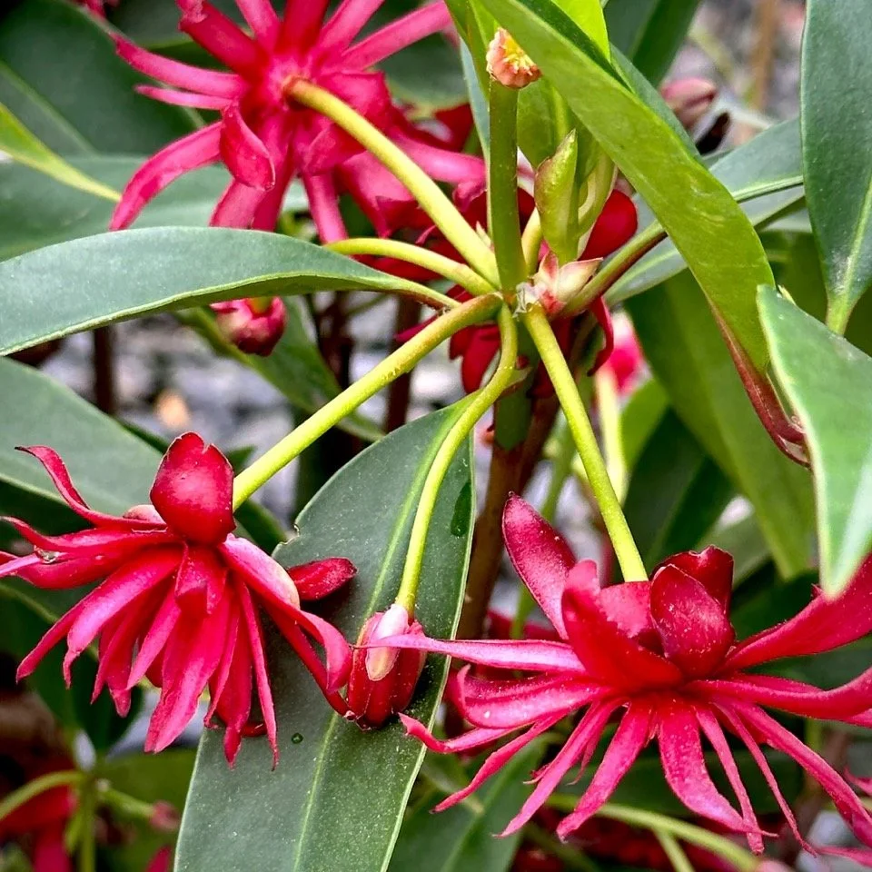Horticultural Society Plant Sale