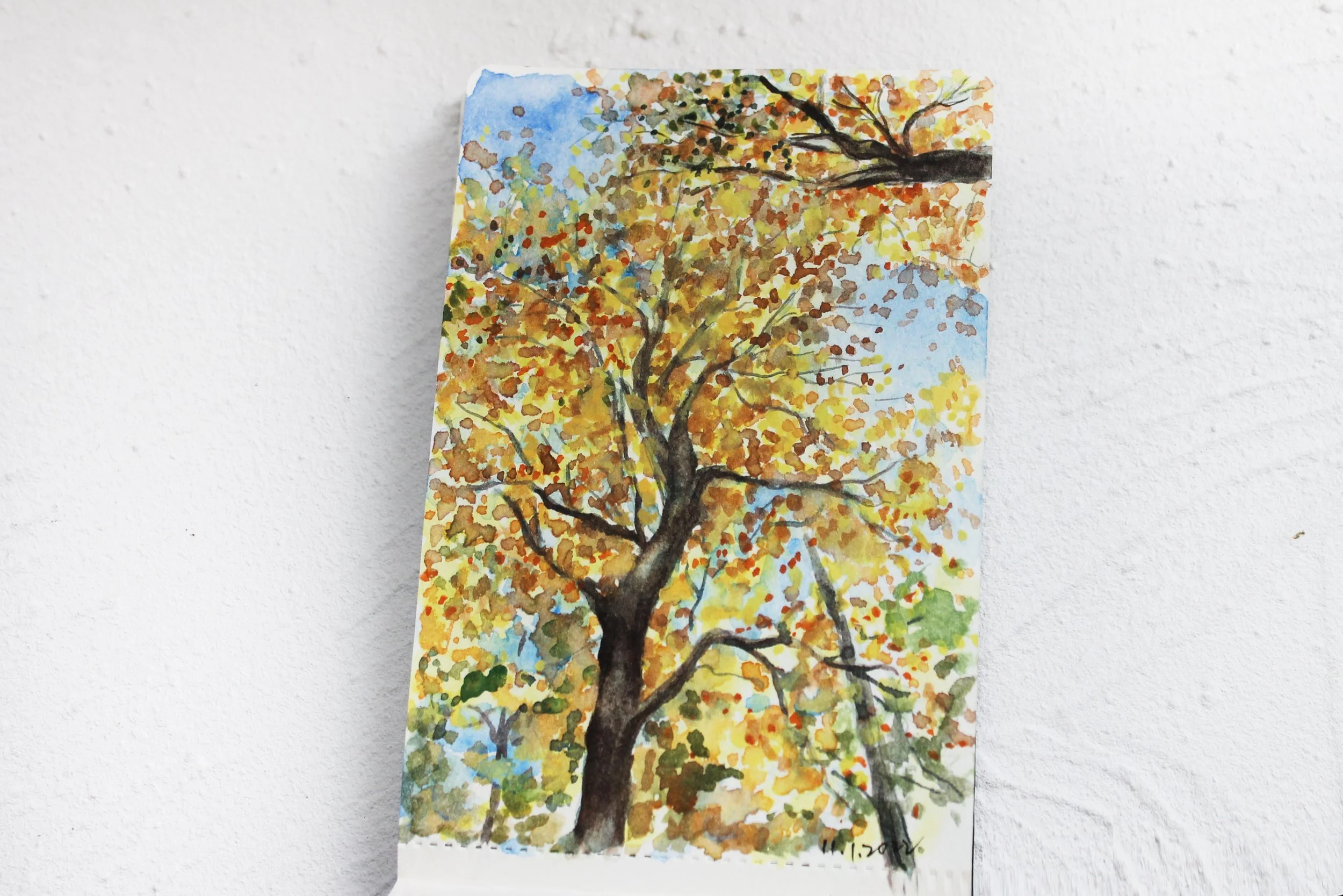 Macricostas Preserve