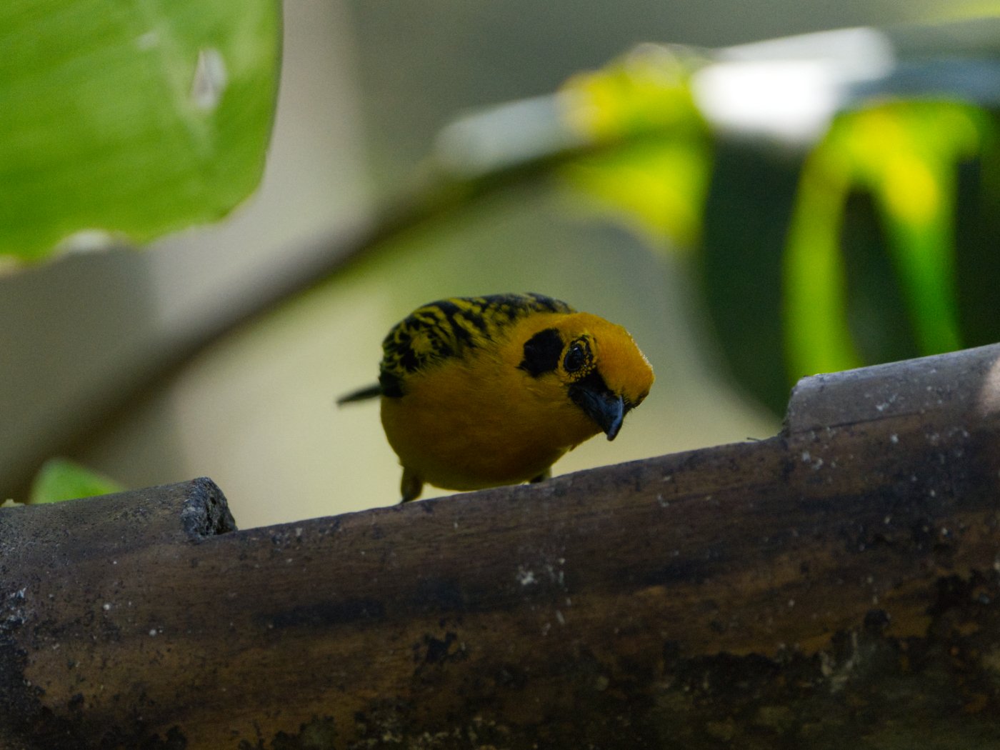 _DSC9395.jpg