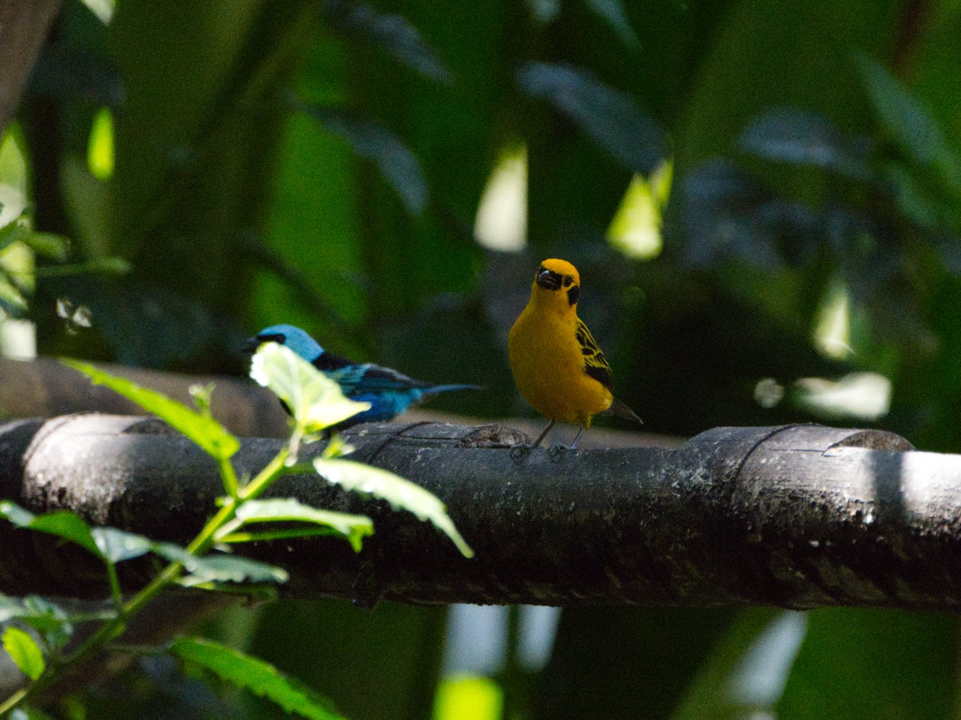 _DSC9847.jpg
