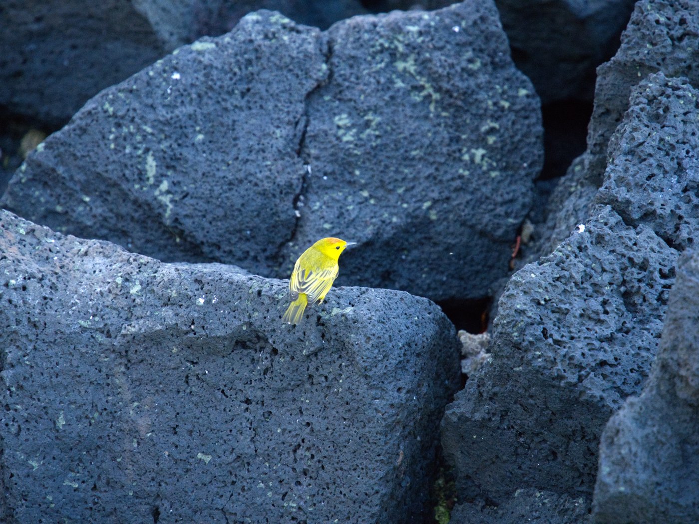 _DSC1414.jpg