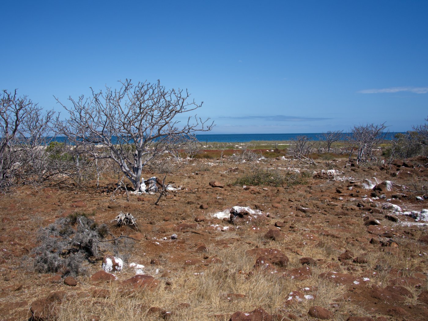 DSC02017.jpg