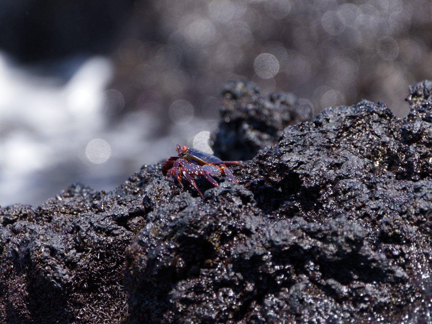 _DSC1507.jpg