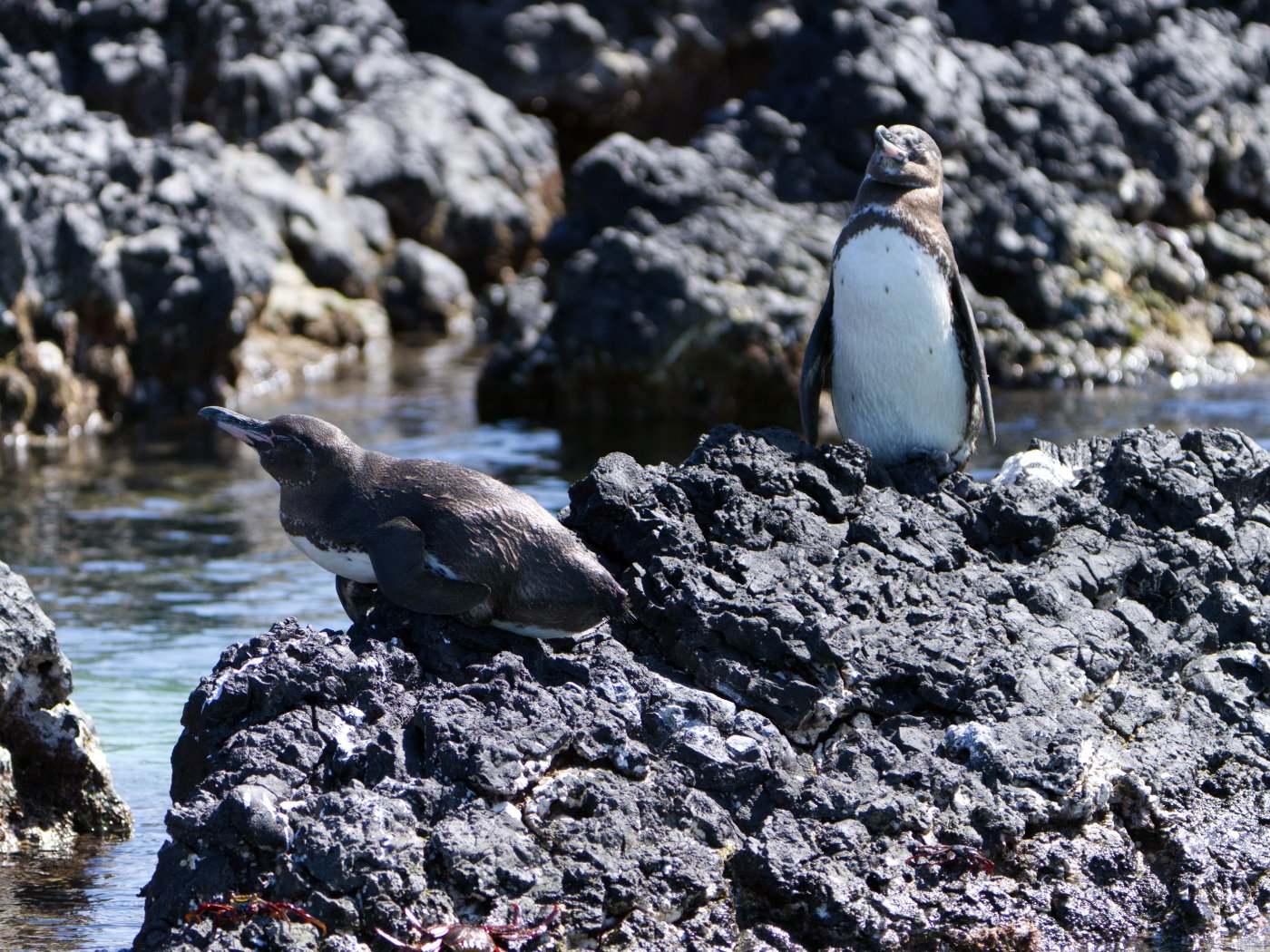 _DSC1525.jpg