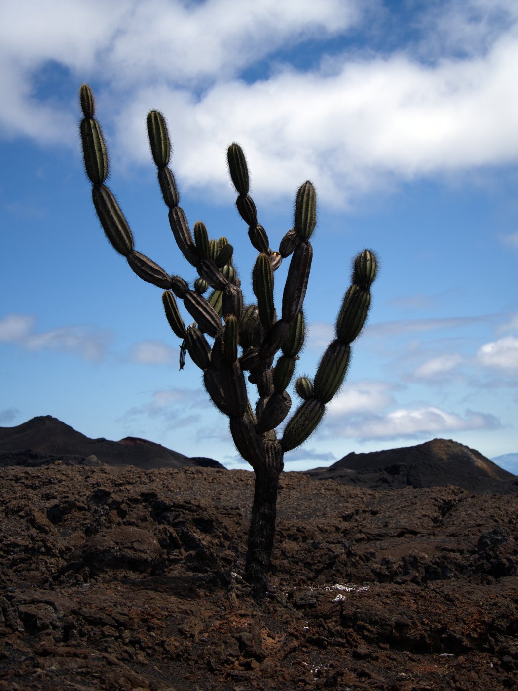 _DSC3000.jpg