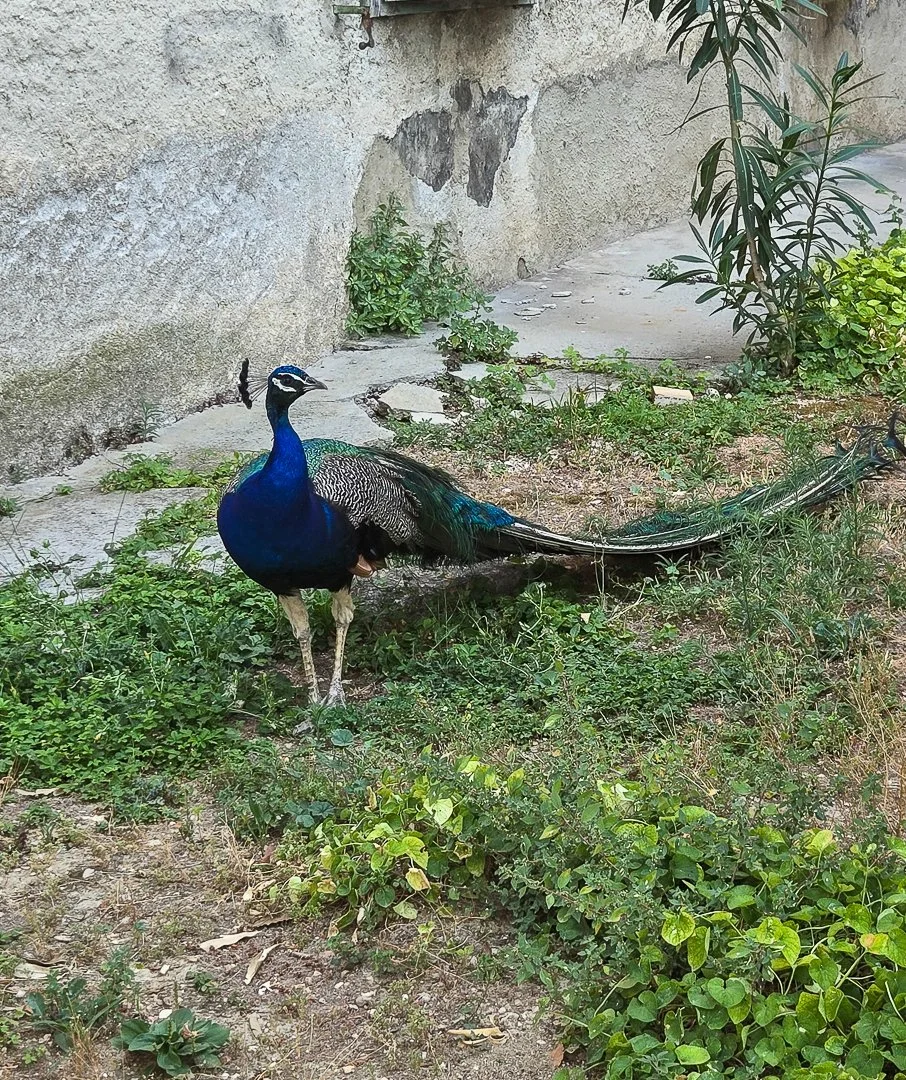 104.jpg