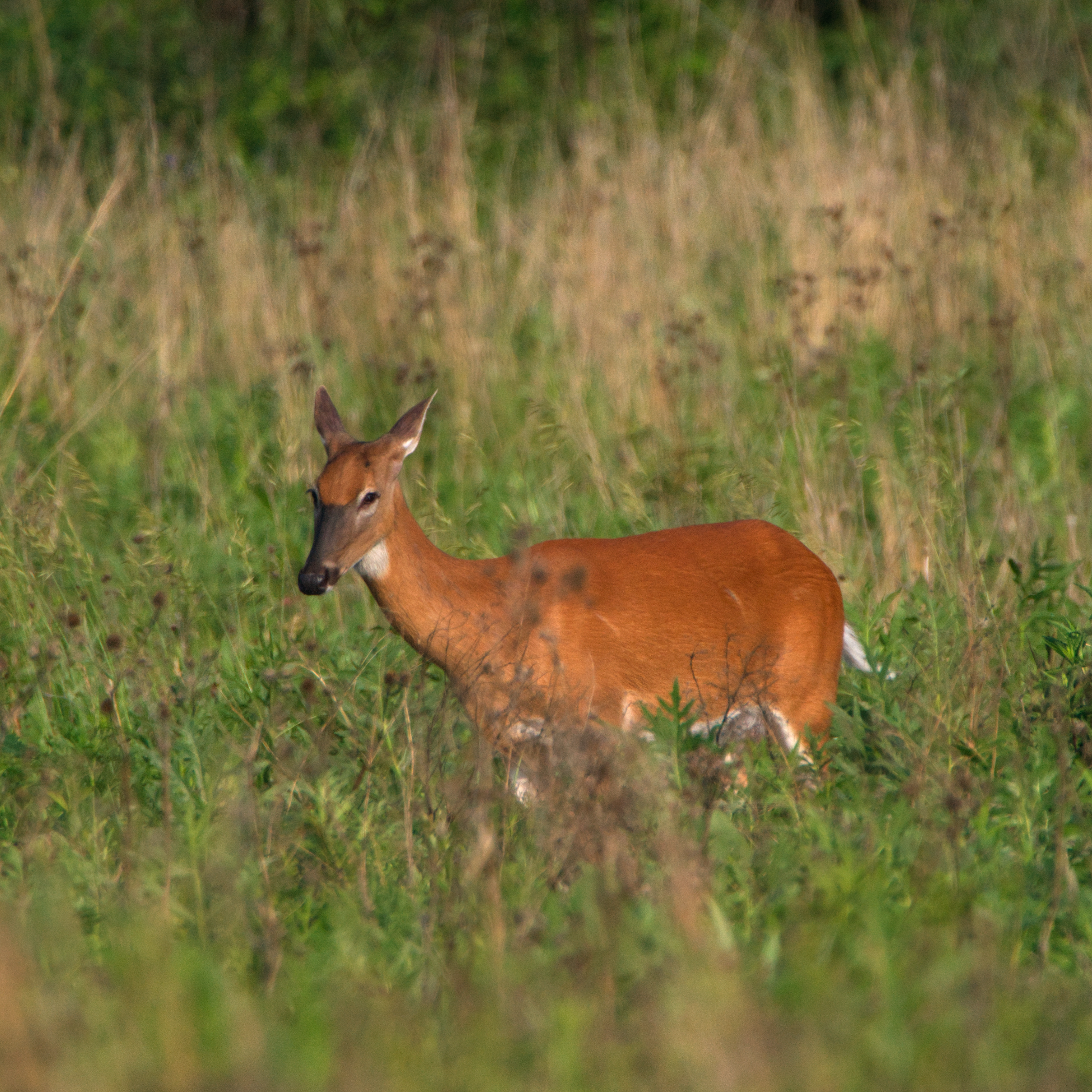 _DSC0369.png