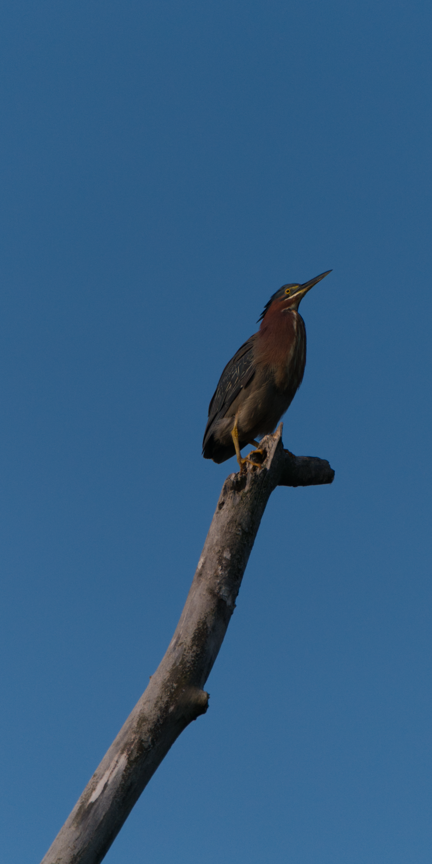 _DSC0165.png