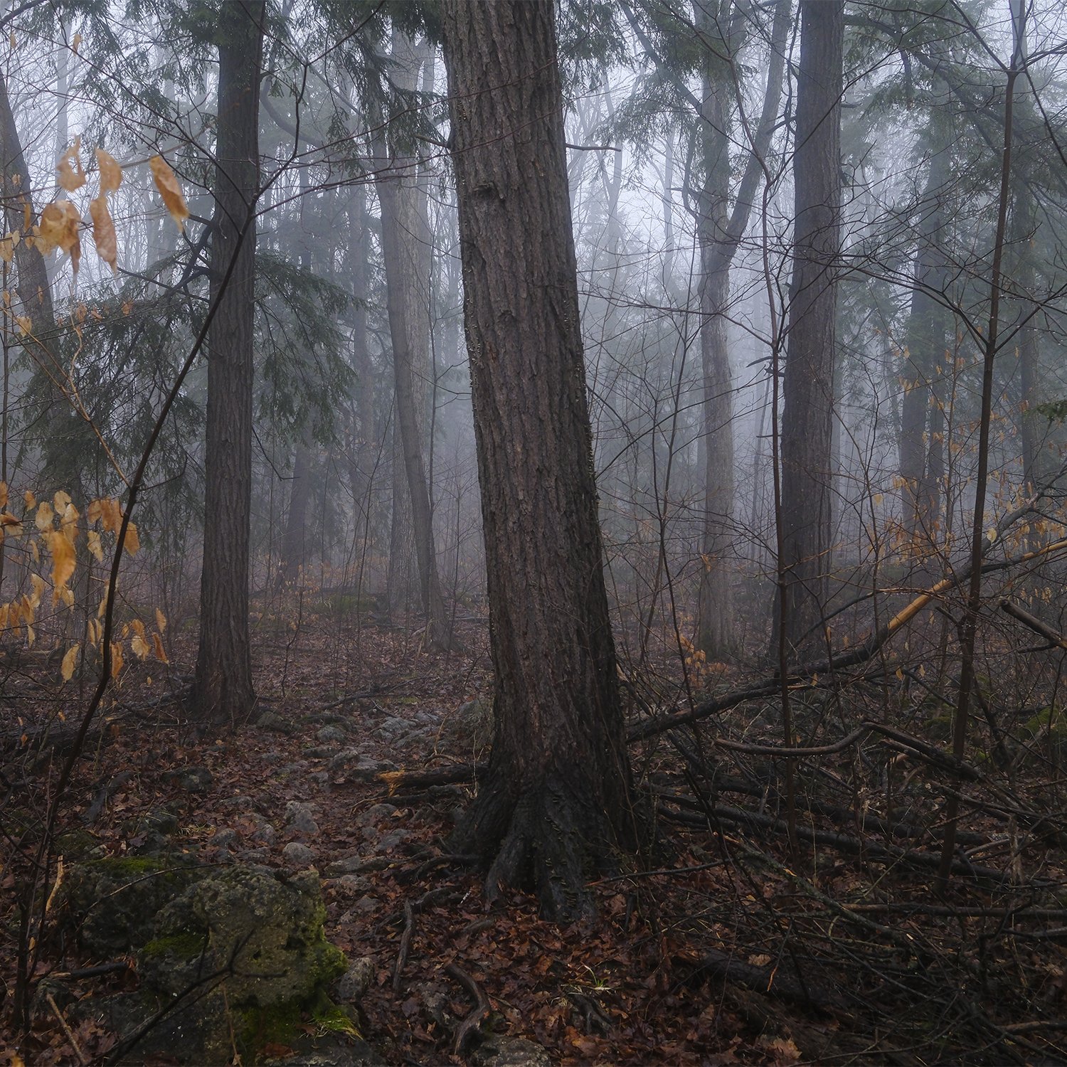 Hiking in the Rain with the Fujifilm X100VI + Black Mist Filters