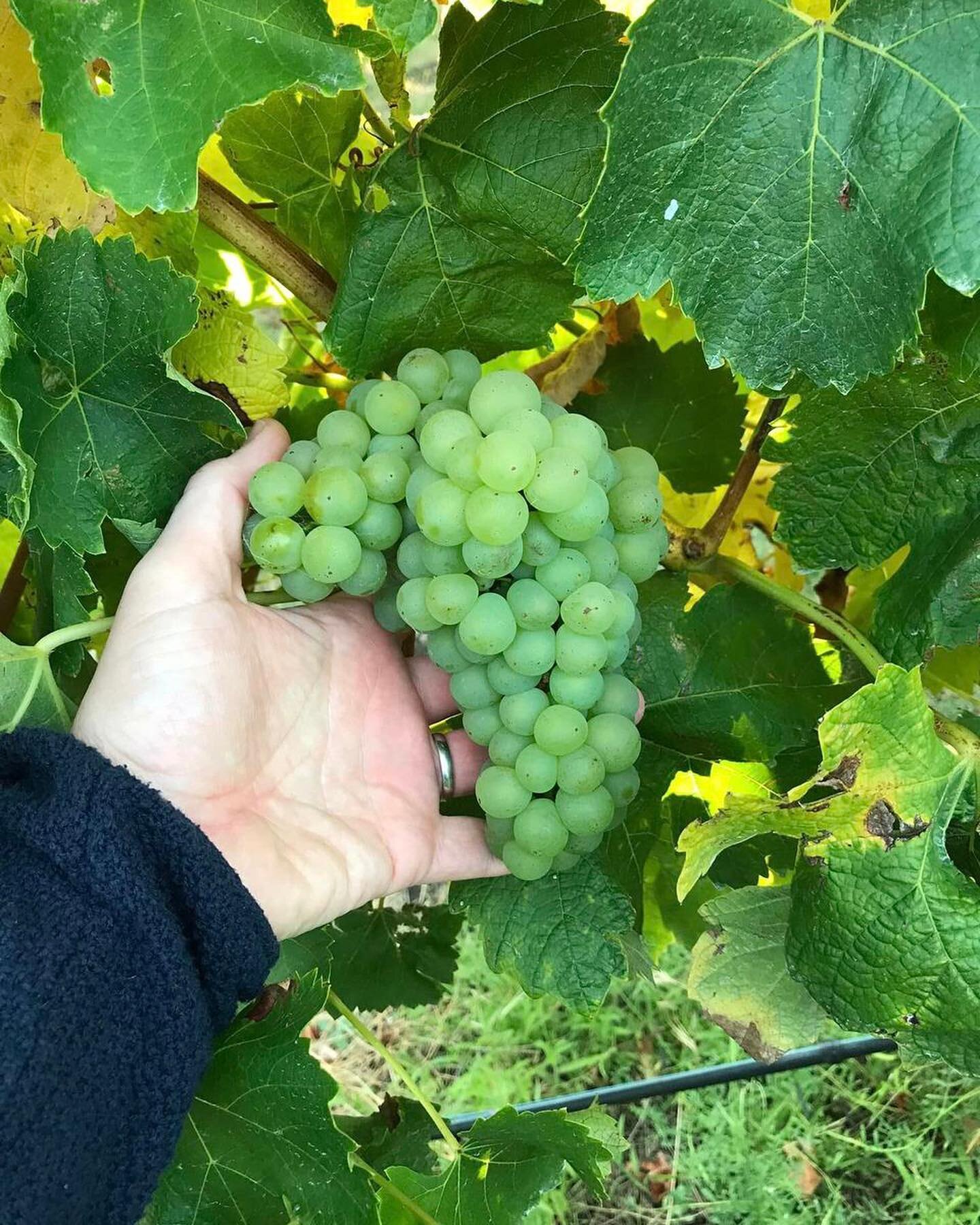 Gorgeous, bountiful bunches in the vines this year 🍷

#visitgeelongbellarine #winery #vineyard #grapes #harvest