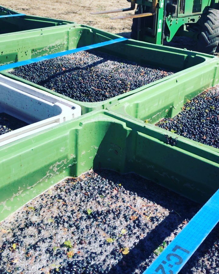 Pinot Pinot Pinot! 10 bins of luscious Pinot Noire picked today here at HOTV 🐕 🍇 ❤️