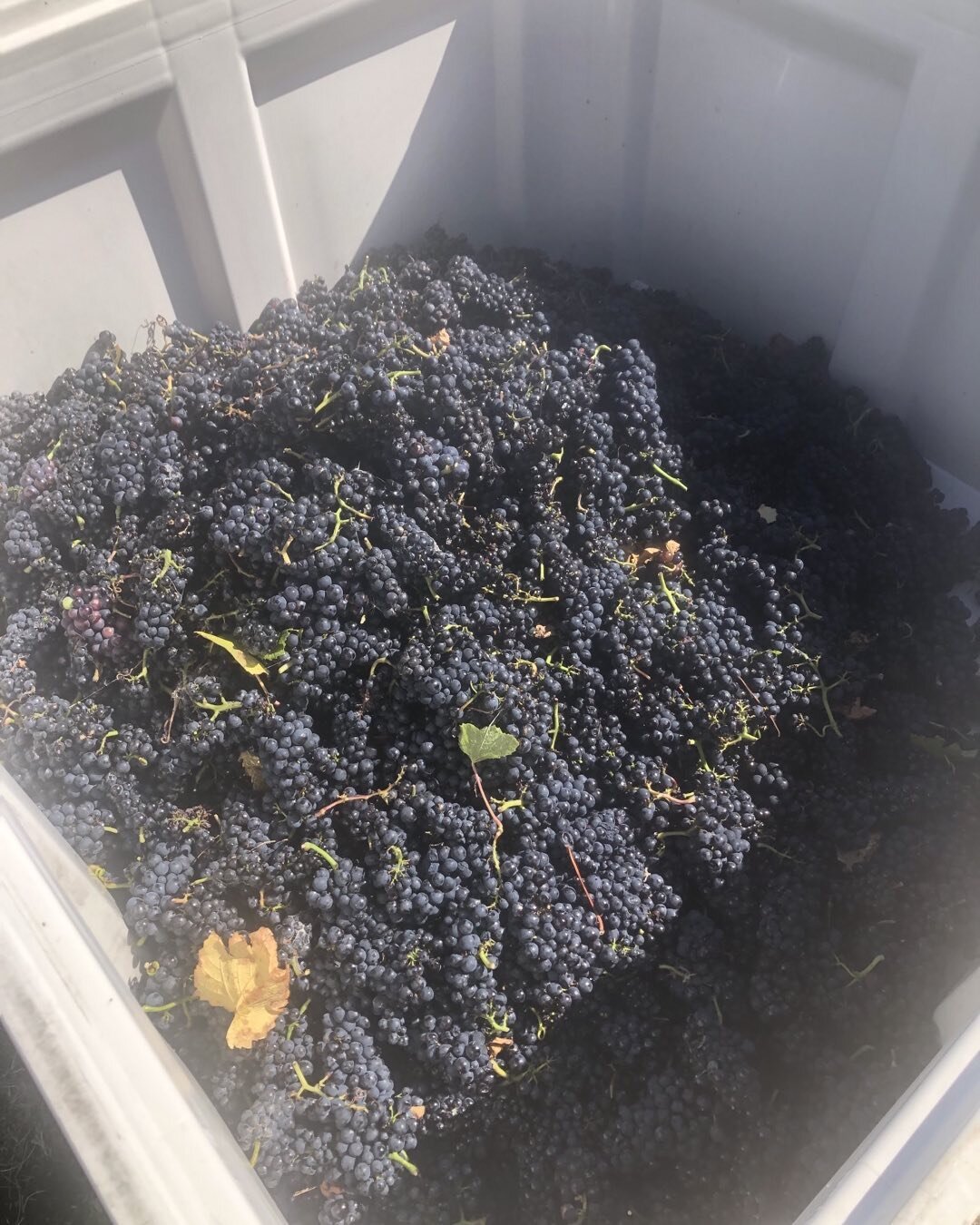 It&rsquo;s a big harvesting day and we can&rsquo;t not mention the voluptuous Pinot Noire 🍇❤️❤️❤️ 😋