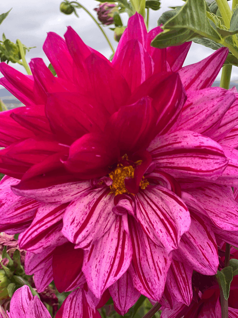 Bloss Bang  Bloss flower farm