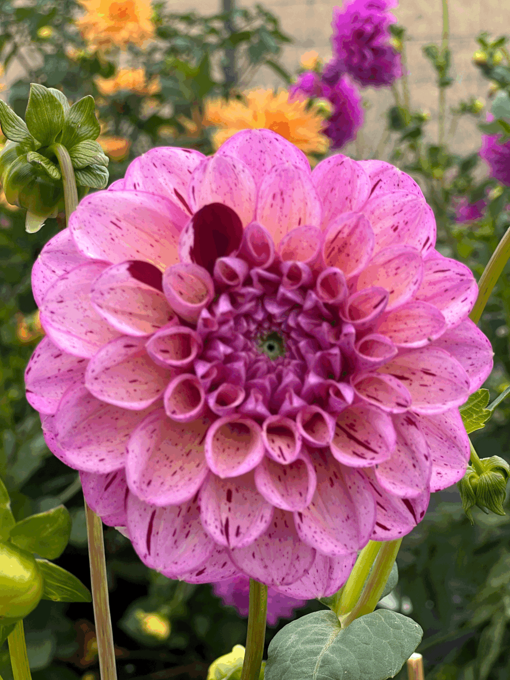 Sultan  Bloss flower farm
