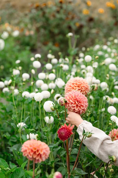 currykruid plant Curry Plant Seeds - Immortelle | Herb Seeds main image 1