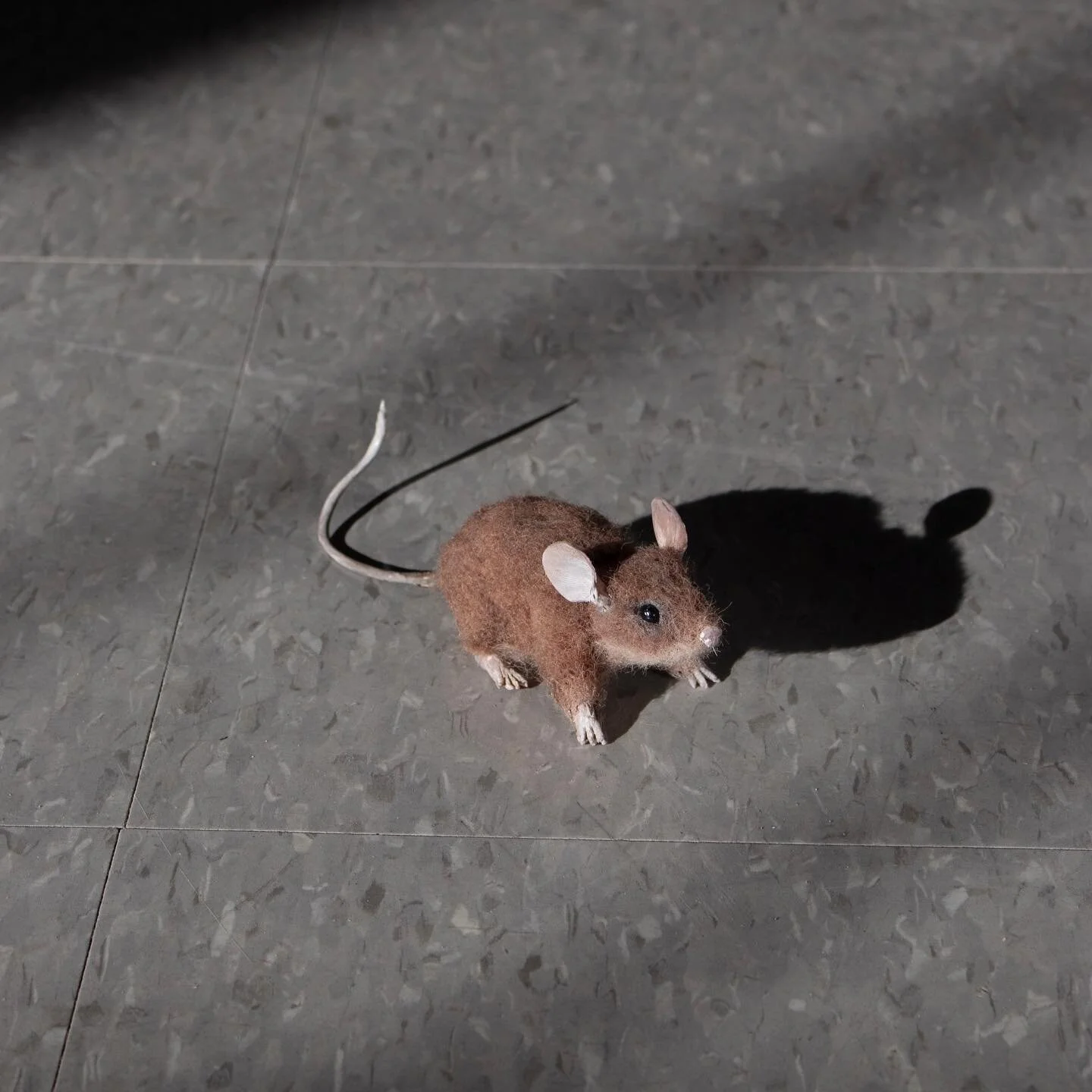 My semester would never be complete without a mouse- I had so much fun making this little guy! Needle felted plus pastel for the fur with hot glue features painted with gouache
-
-
-
#mouse #mice #needlefelting #hotglue #gouache #littleguy