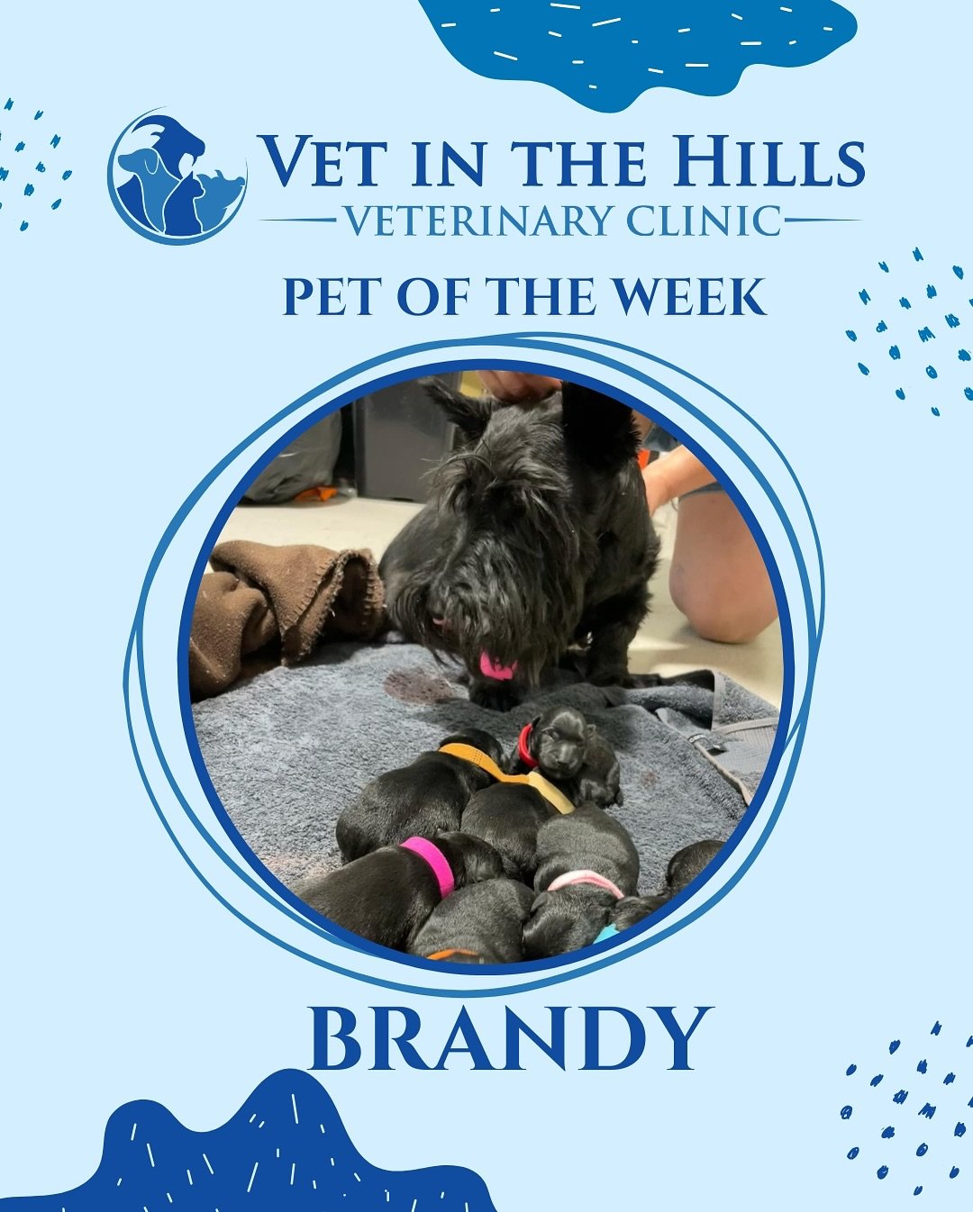 🐾 PET OF THE WEEK: BRANDY 🐾

This week, we&rsquo;re celebrating Brandy, the beautiful Scottish Terrier who has been on quite the journey with us! 🖤🐶

Brandy first came to the clinic for fresh TCI (trans-cervical insemination), carefully planned w