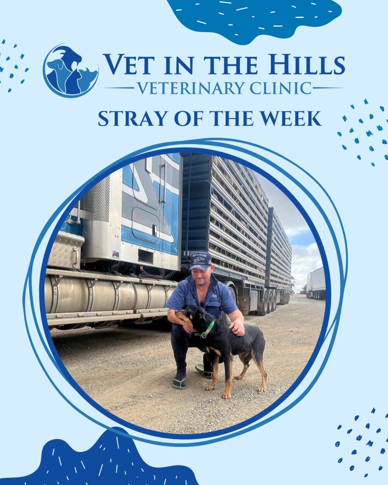 🐾 Happy Reunion Alert! 🐾

Today, we were able to help a very special stray dog find their way back home &mdash; and it&rsquo;s all thanks to a microchip! 🐕❤️

This sweet pup had been wandering, but thanks to the quick thinking of our team and the 