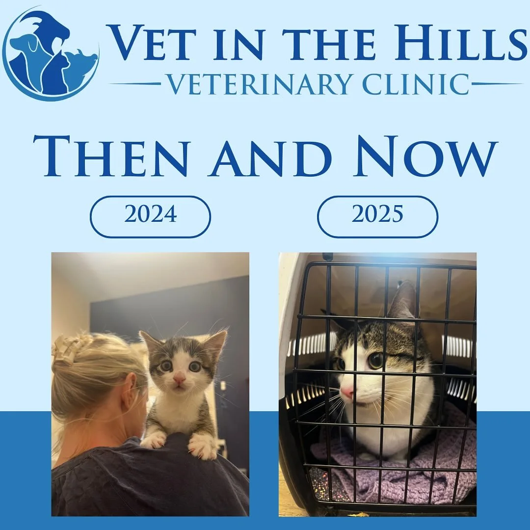 Tiny Bean to Chonky King 👑🐾
Remember Michelin? He once fit on Dr. Zoe&rsquo;s shoulder like a furry little parrot. Now he needs his own seat &mdash; and maybe a valet &mdash; to come in for his routine vaccinations.
From scrappy street kitten to fu