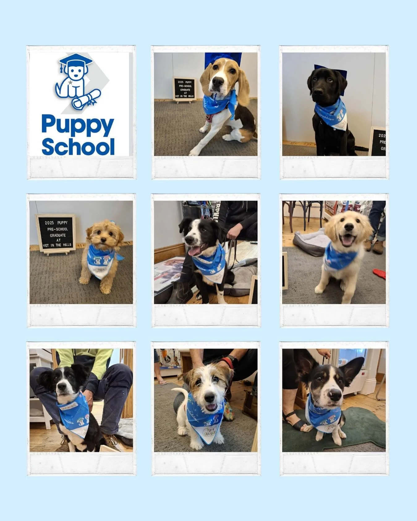 🐾🎓 PUPPY PRESCHOOL STARTS TUESDAY! 🎓🐾
Just ONE spot left!
Got a cheeky pup with selective hearing? 😂 Or a curious little floof ready to take on the world?
Our next Puppy Preschool begins this Tuesday (Sept 23) at 6:30pm, and there&rsquo;s just O