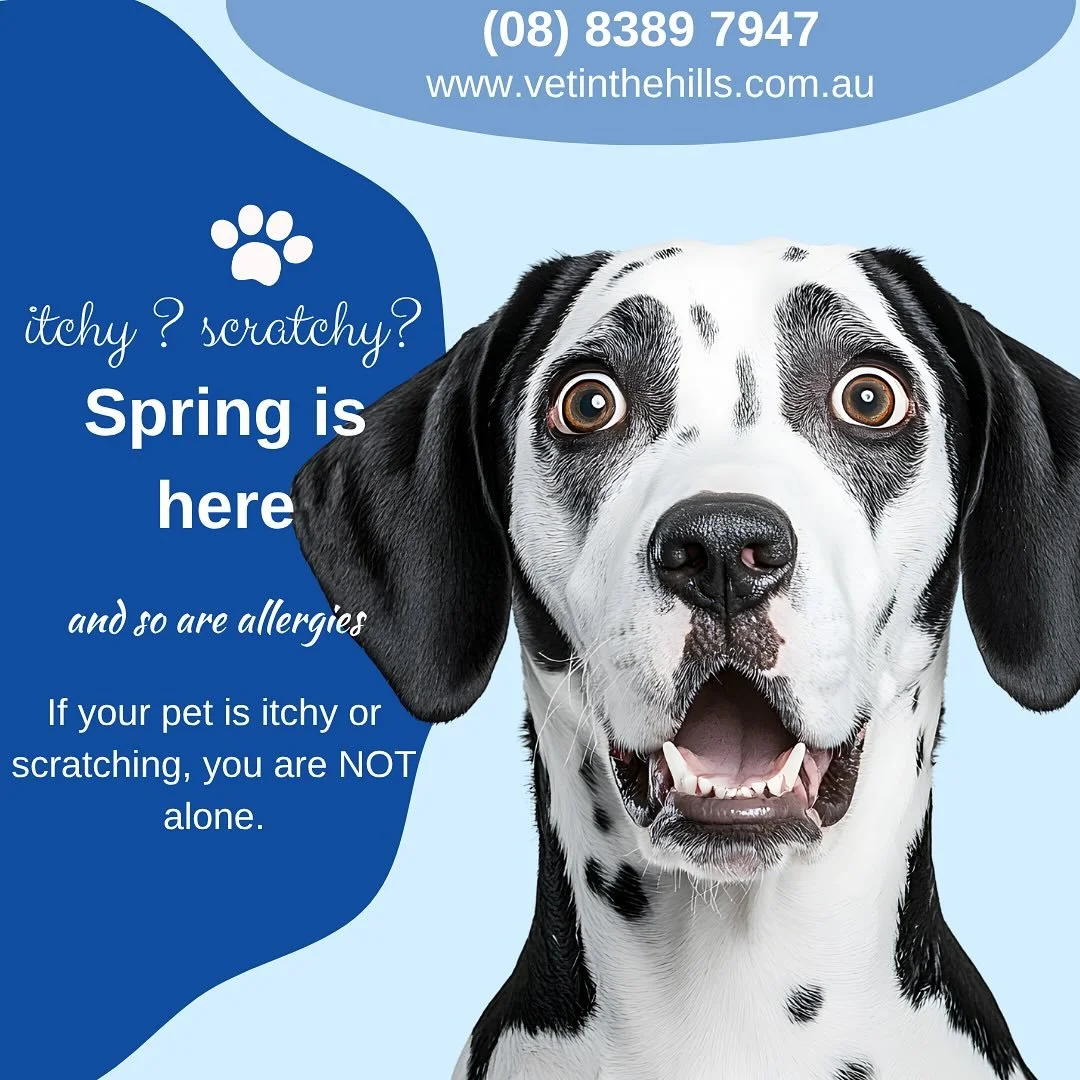 🌼 Spring is here&hellip; and so are the allergies! 🐾
Is your pet extra itchy or scratchy lately? You&rsquo;re NOT alone. Warmer weather brings blooming flowers &mdash; and unfortunately, more allergens that can irritate your furry friend.
The good 