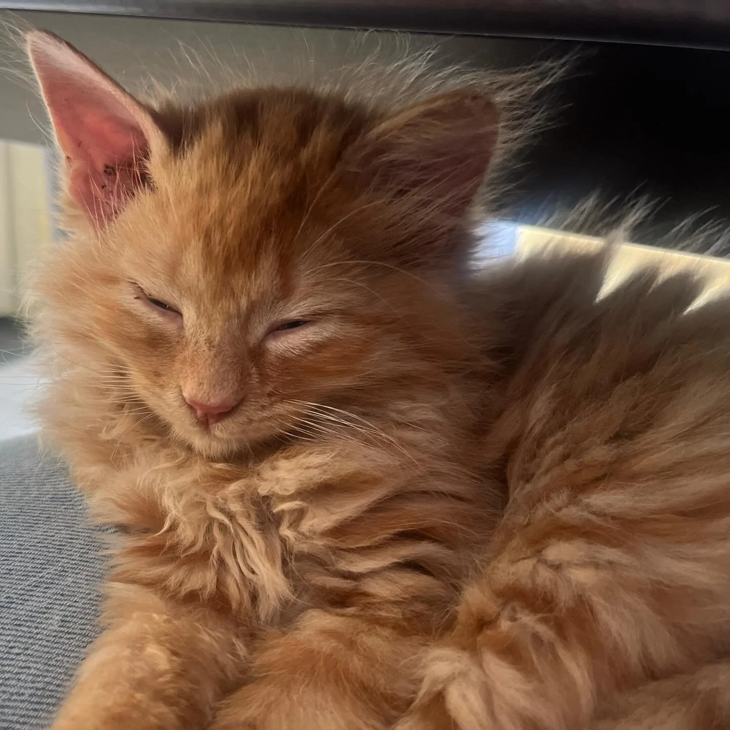 🚨 Friendly (but slightly cheeky) reminder from the team at @vetinthehills 🐾

As much as we&rsquo;d love to be superhero vets for every pet, everywhere, all the time&hellip; our **out of hours services are for our existing clients only**.

Why, you 