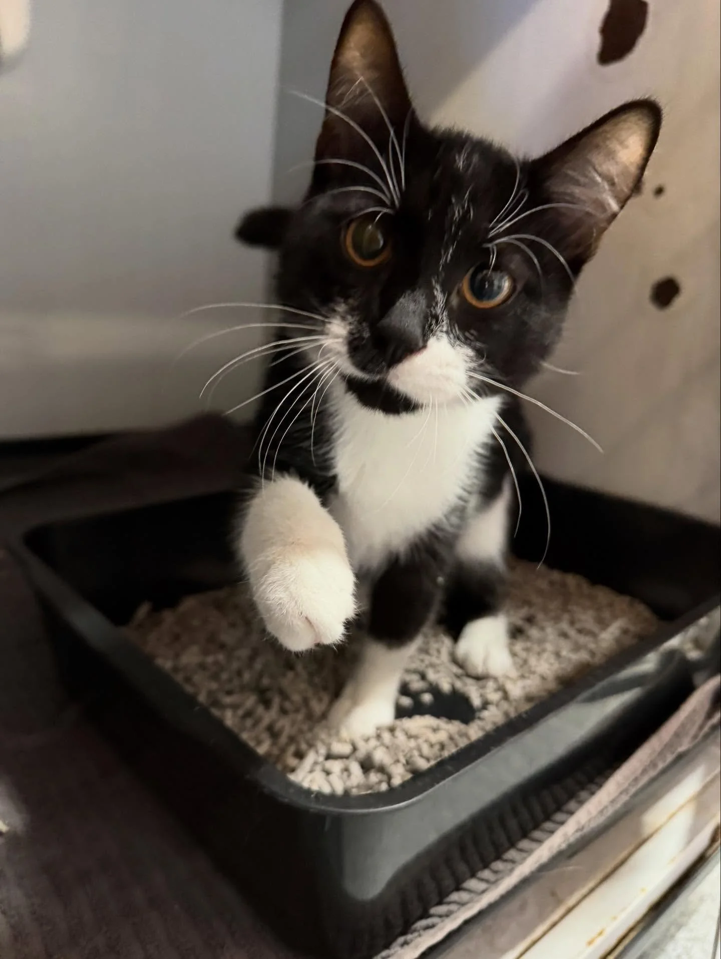 🚨 **FOUND: Extremely Handsome Criminal (Charges: Being Too Friendly)** 🚨

This young, entire male cat was discovered lurking behind Lobethal Foodland&hellip; presumably running some sort of snack-based operation 🍗

Since arriving at the clinic, he