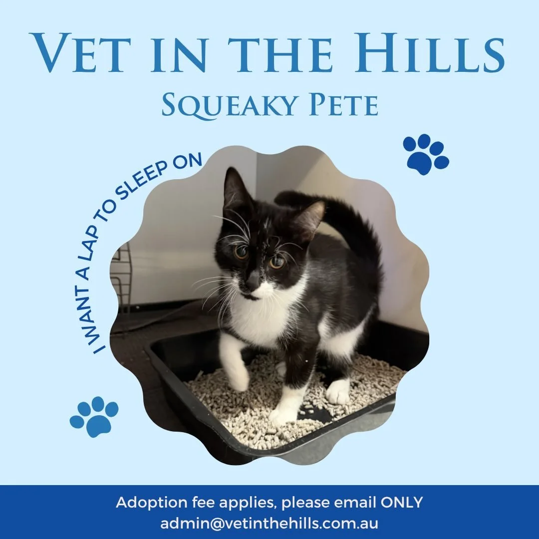 Meet Squeaky Pete 🐾 (yes, he will live up to the name)

At 5 months old, Pete has two main hobbies:

Causing chaos (the cute kind)
Providing loud, unsolicited feedback on absolutely everything
He&rsquo;s a professional conversationalist &mdash; whet