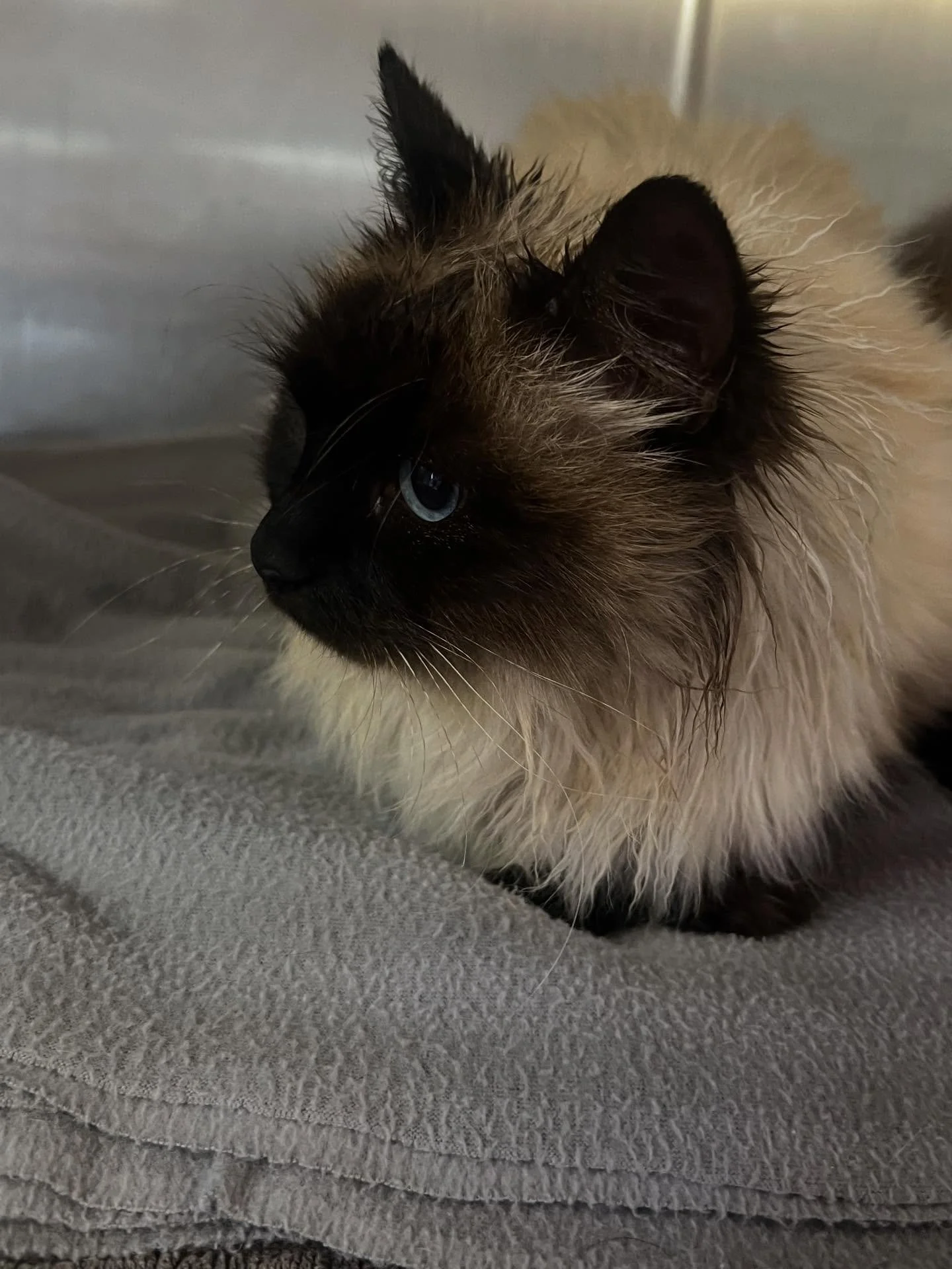 🚨 FOUND CAT &ndash; LOBETHAL 🚨
This absolutely stunning little lady was found in a trap in Lobethal and has been brought into Vet In The Hills safe and sound.
She appears to be a Ragdoll-type girl with a soft, fluffy coat and the kind of face that 