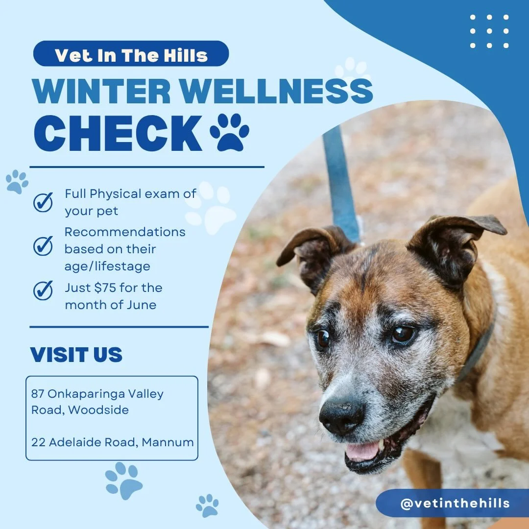 ❄️ THEY DON&rsquo;T TELL YOU WHEN SOMETHING&rsquo;S WRONG 🐾
Duke&rsquo;s starting to slow down.
He still greets you at the door. Still loves his walks.
But maybe he doesn&rsquo;t jump up like he used to&hellip;
Maybe he sleeps a little more. Moves a
