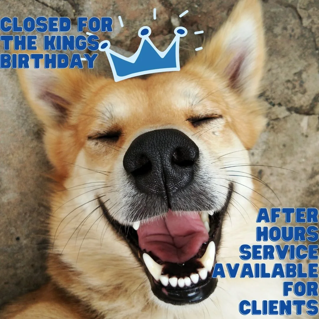 👑 KING&rsquo;S BIRTHDAY VIBES 🐾
Us heading into the long weekend like&hellip; 😄
Just a reminder our clinics are CLOSED for the King&rsquo;s Birthday Public Holiday 👑
But if your pet decides to celebrate a little too hard&hellip;
🐶 Zoomies gone w