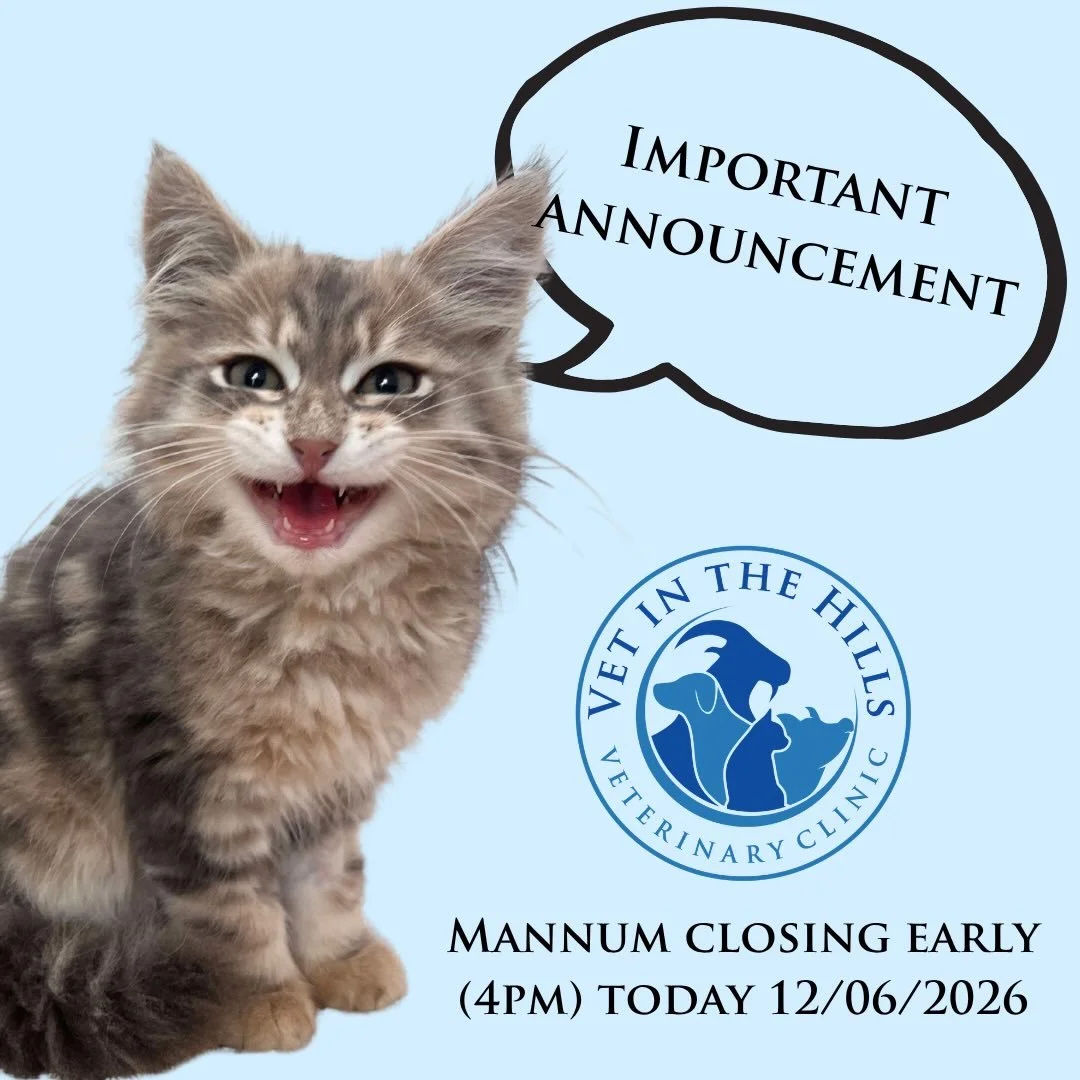 🐾 Mannum Clinic Update 🐾
Well&hellip; today didn&rsquo;t quite go to plan! 😅
Our Mannum clinic will be closing after our 4:00pm appointment today, as our team is needed at Woodside for an emergency surgery.
We&rsquo;re sorry for any inconvenience 