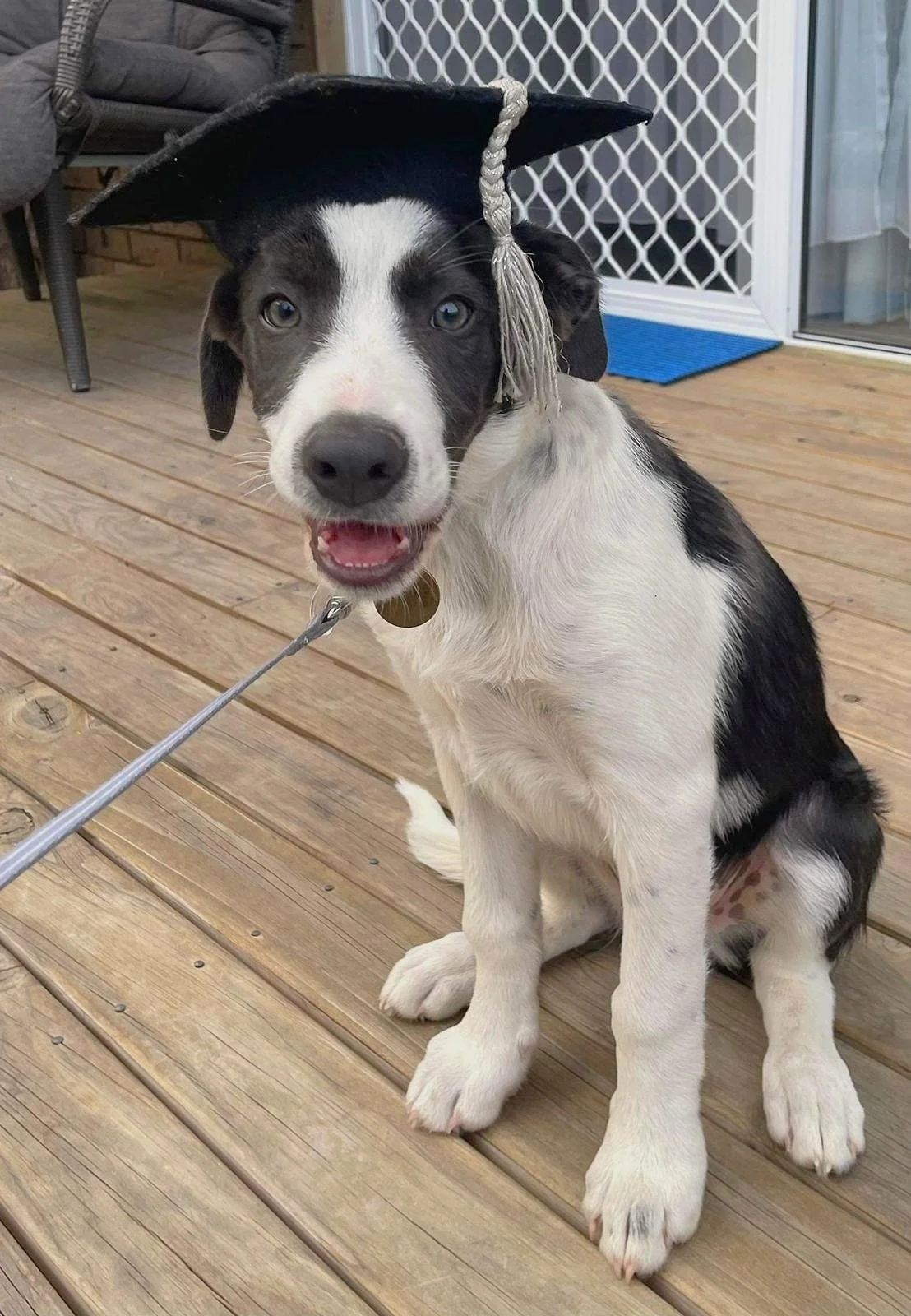 Jasper graduating Puppy Pre School