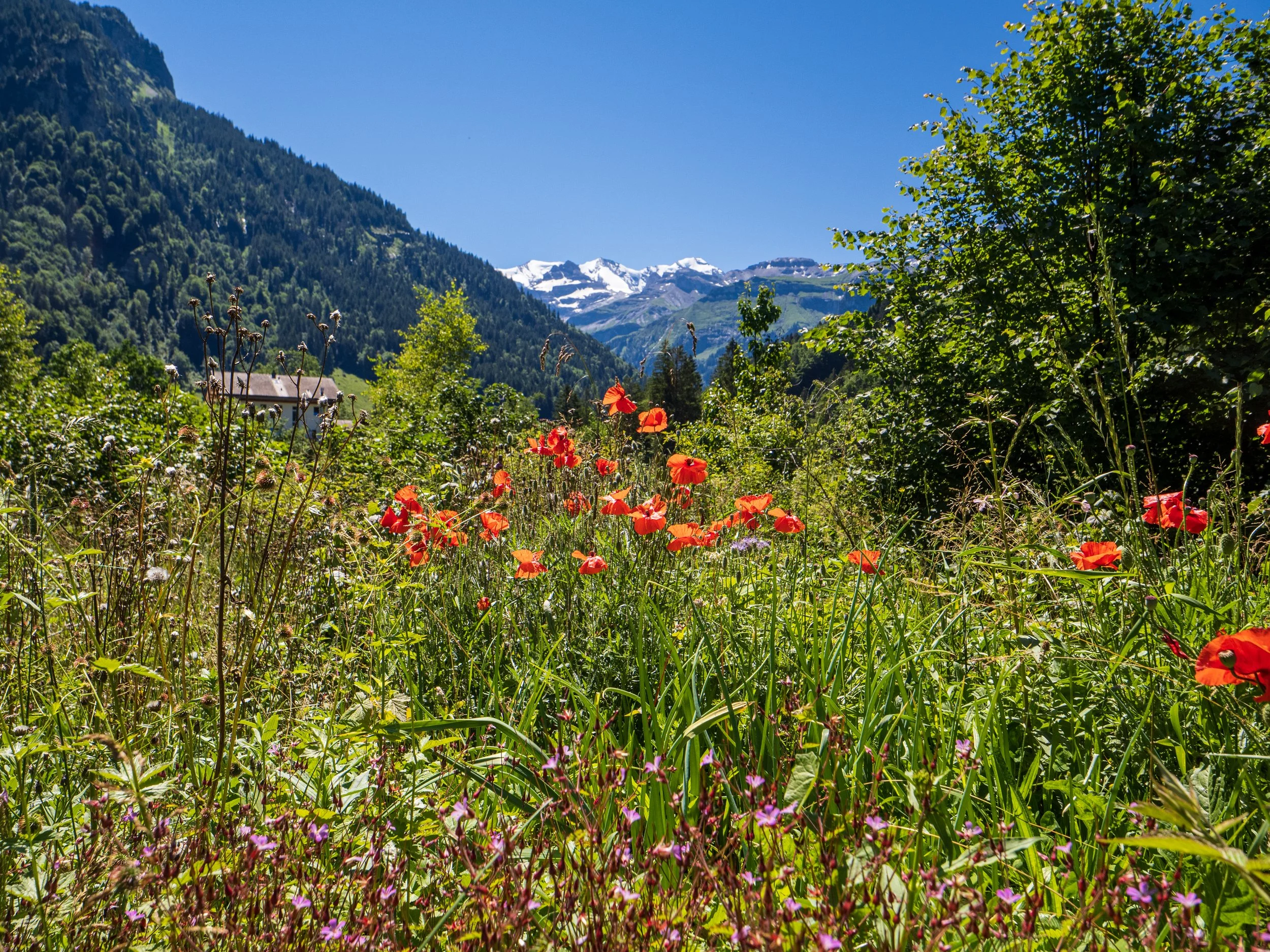 Frieden auf Erden - systemische Aufstellung für die Erde und ihre Wesen