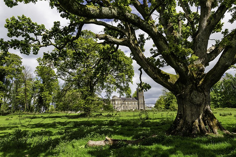 Old Oak Tree on Mansion Grounds Photo