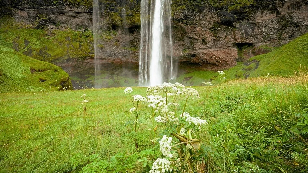 Iceland waterfall falling behind white wildflowers, green meadow grass, dark rock walls, and soft northern light.
