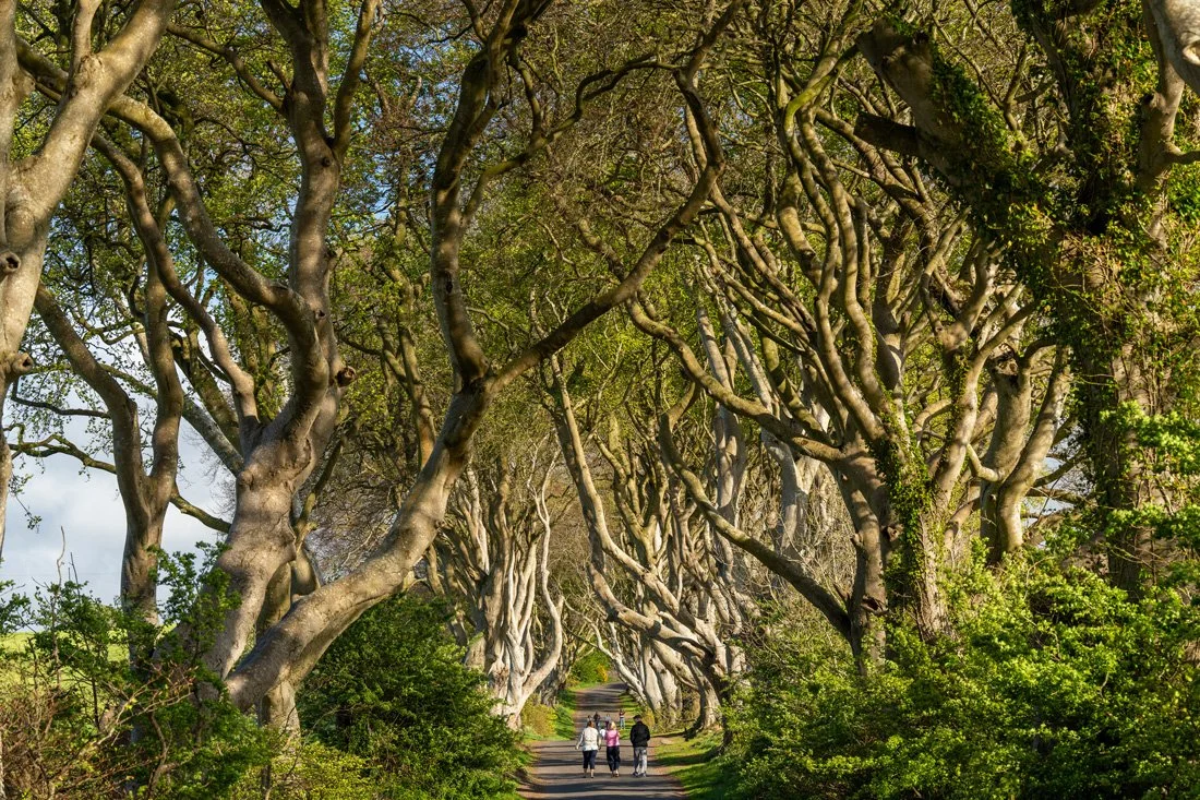 Tree tunnel at the Dark Hedges in Northern Ireland captured by Dean Best for Best Calming Relaxation