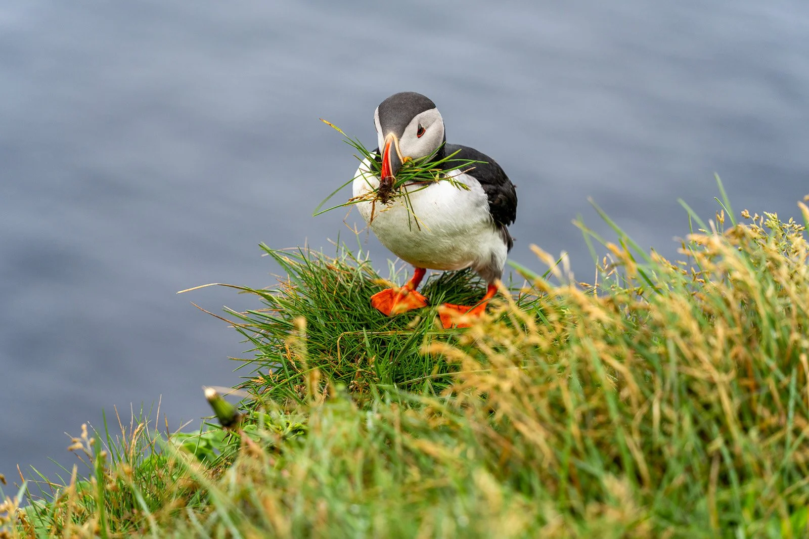 Puffin with nesting grass on Látrabjarg cliffs in Iceland’s Westfjords — captured by Dean Best for Best Calming Relaxation