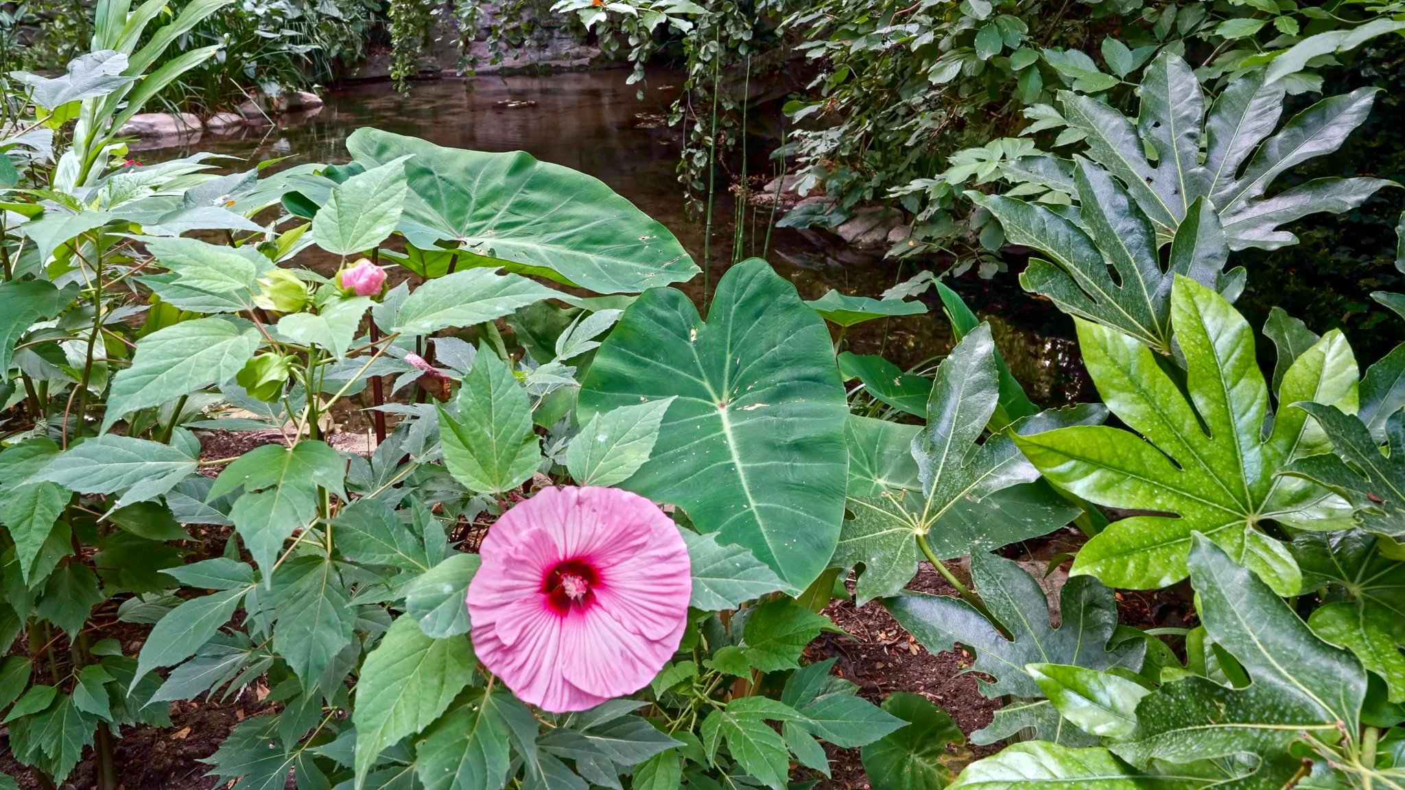 Quiet Paris garden stream with lush green leaves and a pink flower from the 3-hour calming piano music video Whispers by the Garden Stream by Dean Best.