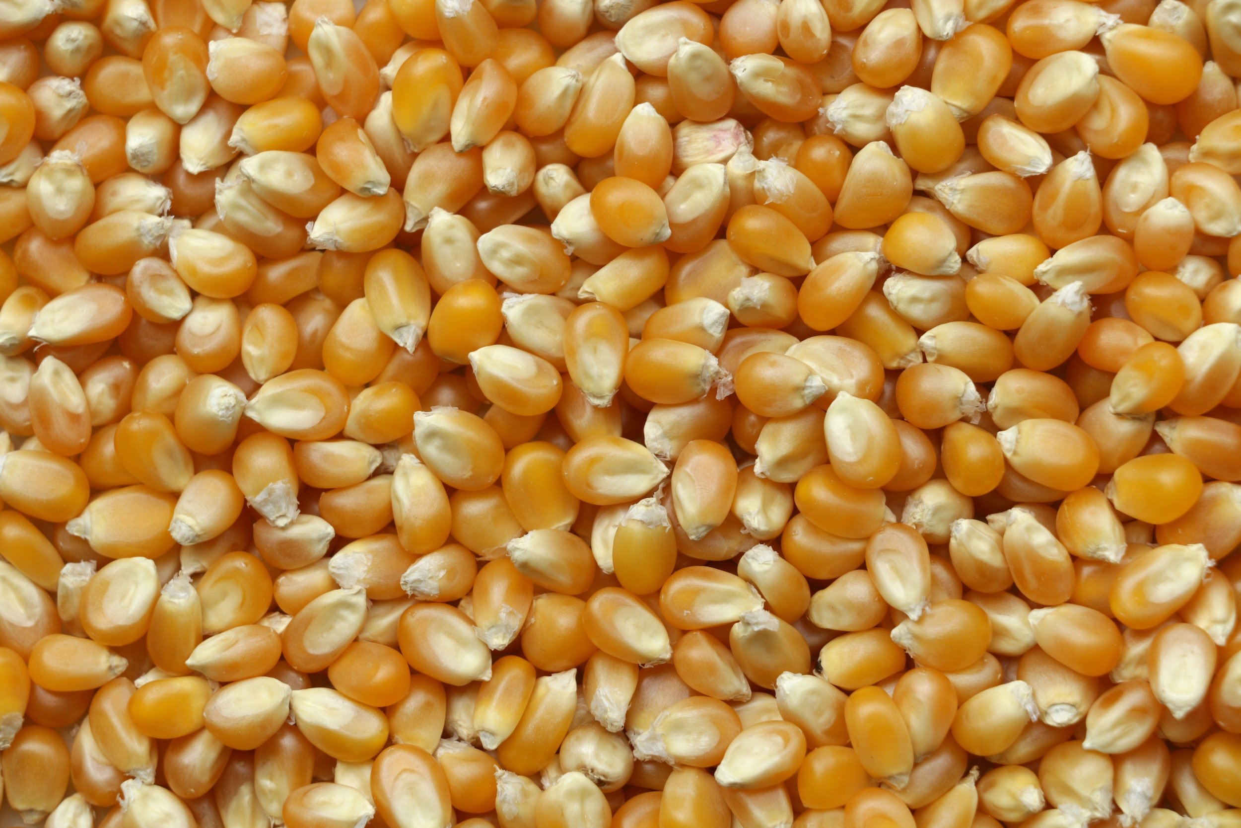 Corn for oil pressing