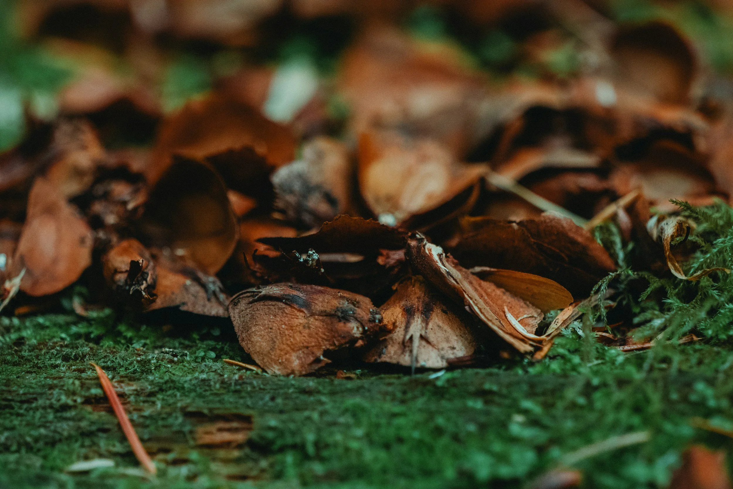 beech nuts cold pressed oil